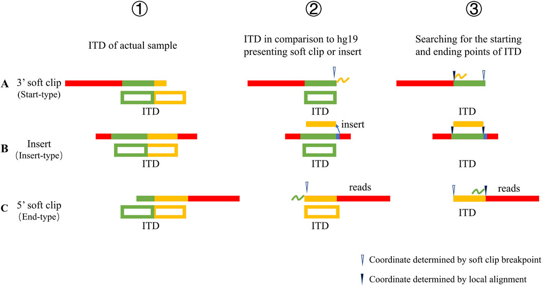 SEBM | An innovative full-size pathogenic tandem duplication mutation ...