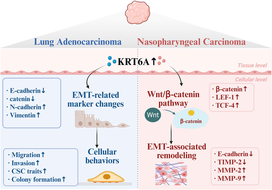 SEBM | Functional roles of Keratin 6A in disease pathogenesis