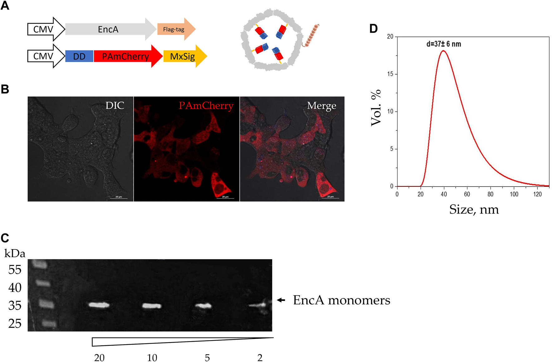 FIGURE 2