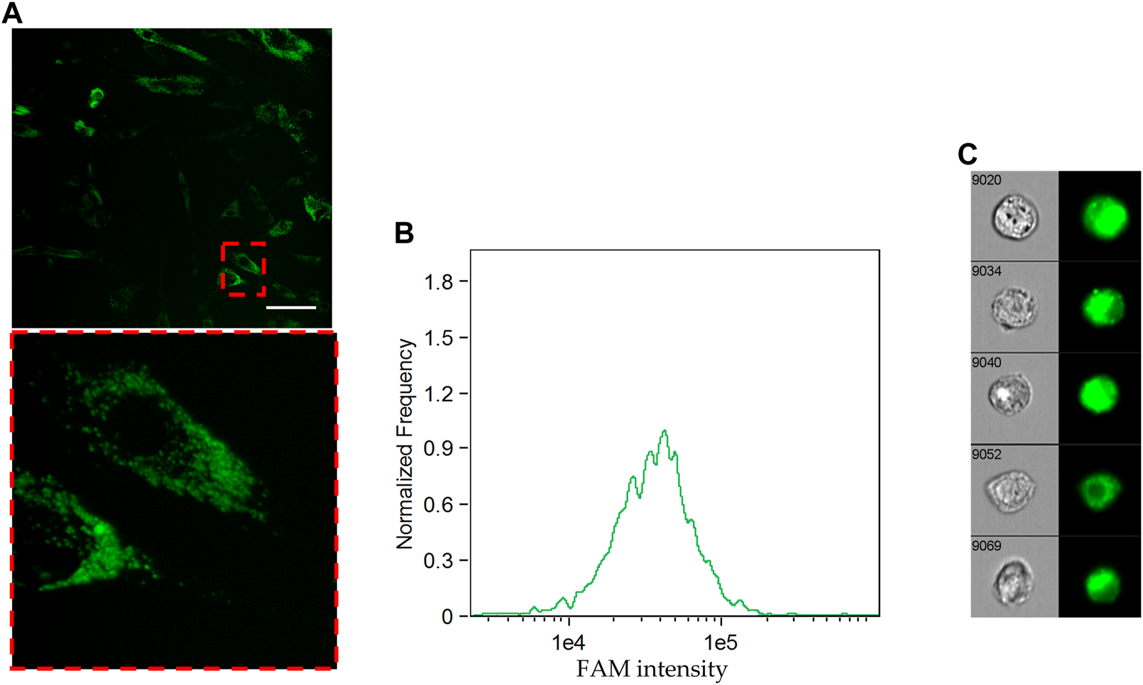 FIGURE 4