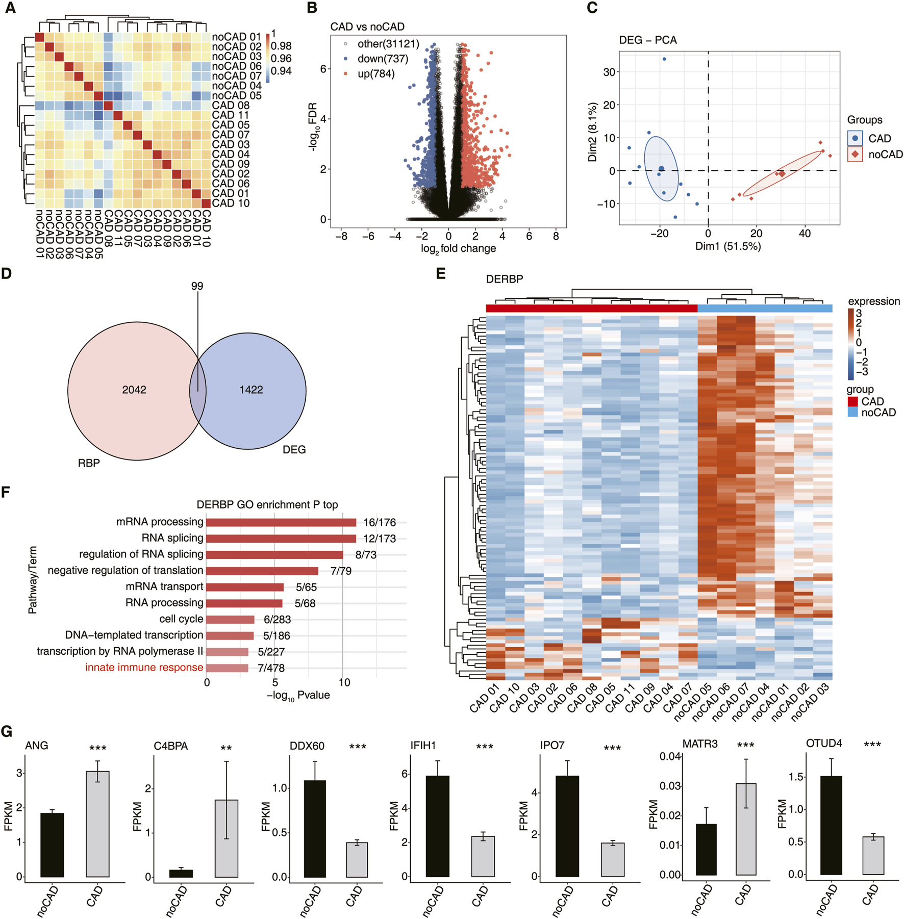 This image is a composite of multiple panels showing a bioinformatics analysis of coronary artery disease (CAD) versus non-CAD (noCAD) samples. Panel A is a heatmap comparing the similarity of gene expression between different samples. Panel B is a volcano plot indicating differentially expressed genes. Panel C shows a principal component analysis (PCA) plot differentiating CAD from noCAD groups. Panel D is a Venn diagram highlighting RNA-binding proteins (RBP) and differentially expressed genes (DEG). Panel E is a heatmap of gene expression for identified DERBP. Panel F contains bar graphs of gene ontology enrichment for DERBP based on -log10 P-values. Panel G presents bar charts of FPKM values for specific genes in CAD versus noCAD groups.