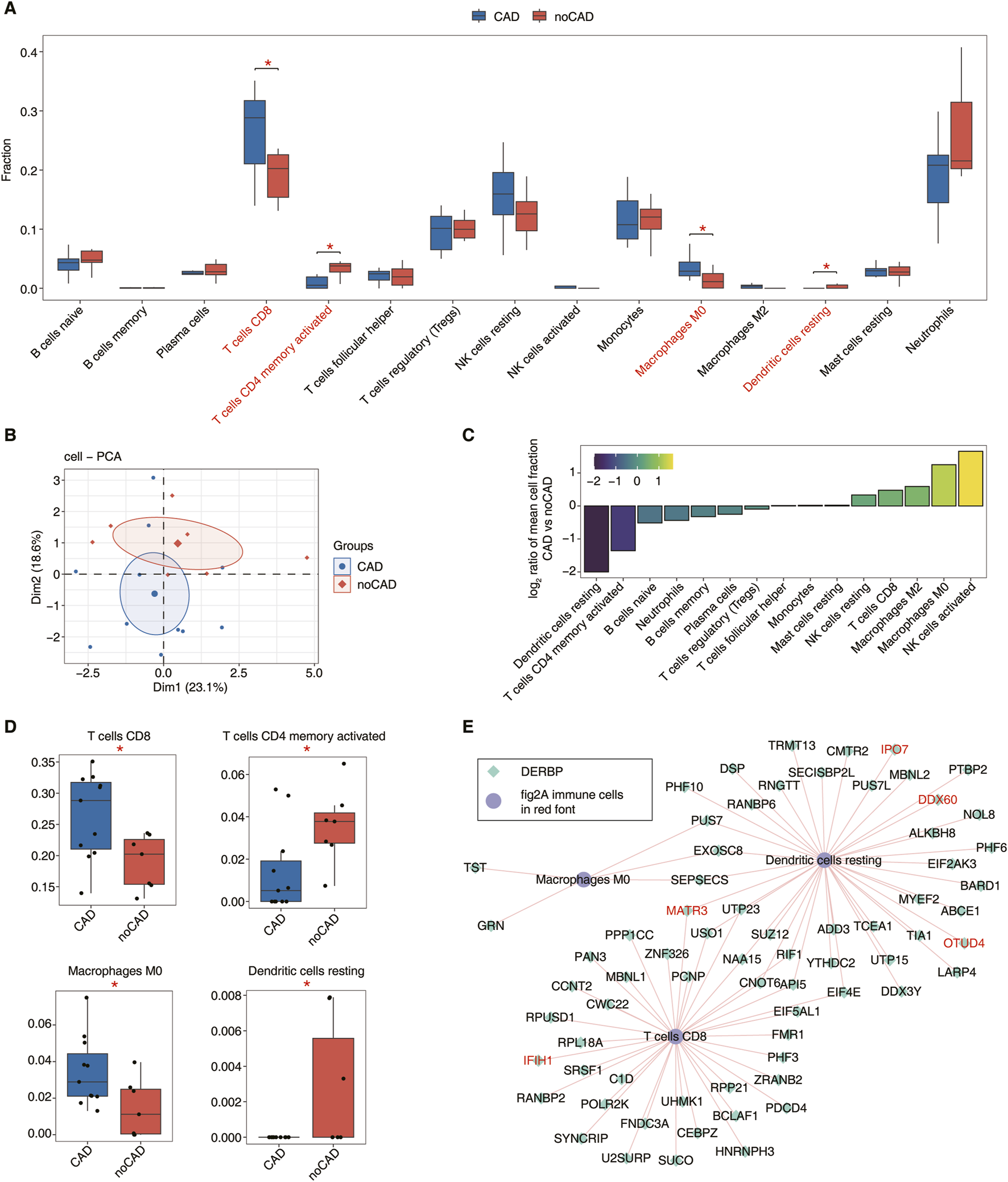 Five-part figure showcasing differences in cells between CAD and noCAD groups. (A) Box plots comparing cell fractions: T cells, monocytes, macrophages, etc., with significant differences marked.(B) PCA plot showing separation between CAD and noCAD groups.(C) Bar graph illustrating log ratio of mean cell fractions for different cell types.(D) Box plots of specific cells showing differences in CAD vs. noCAD.(E) Network diagram illustrating relationships among genes and immune cells, highlighting key interactions.