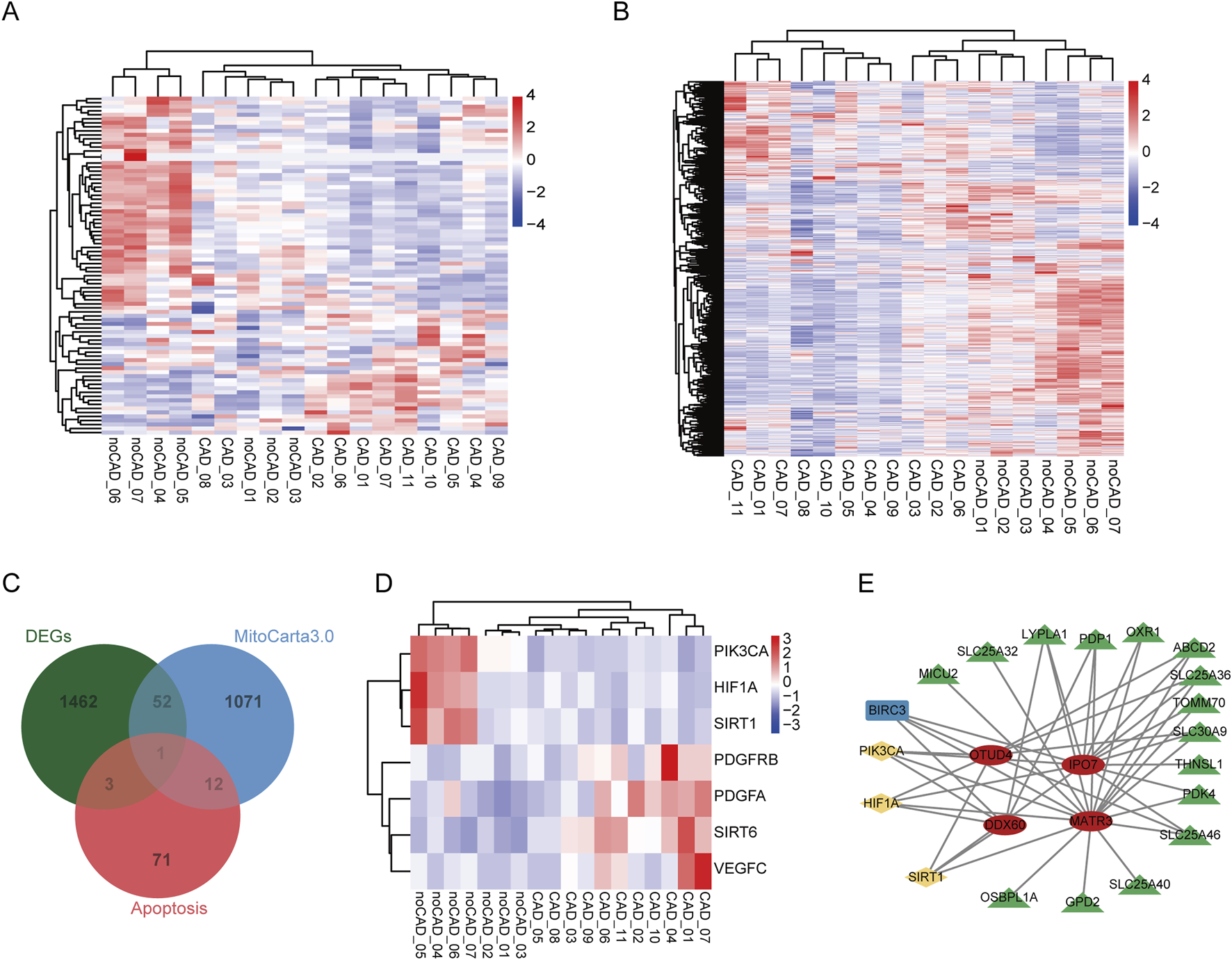 Heatmaps and diagrams depict gene expression data. Panels A and B show clustered heatmaps with varying gene expression levels. Panel C is a Venn diagram comparing DEGs, MitoCarta3.0, and apoptosis genes. Panel D presents a heatmap of selected genes. Panel E is a network diagram illustrating gene interactions.