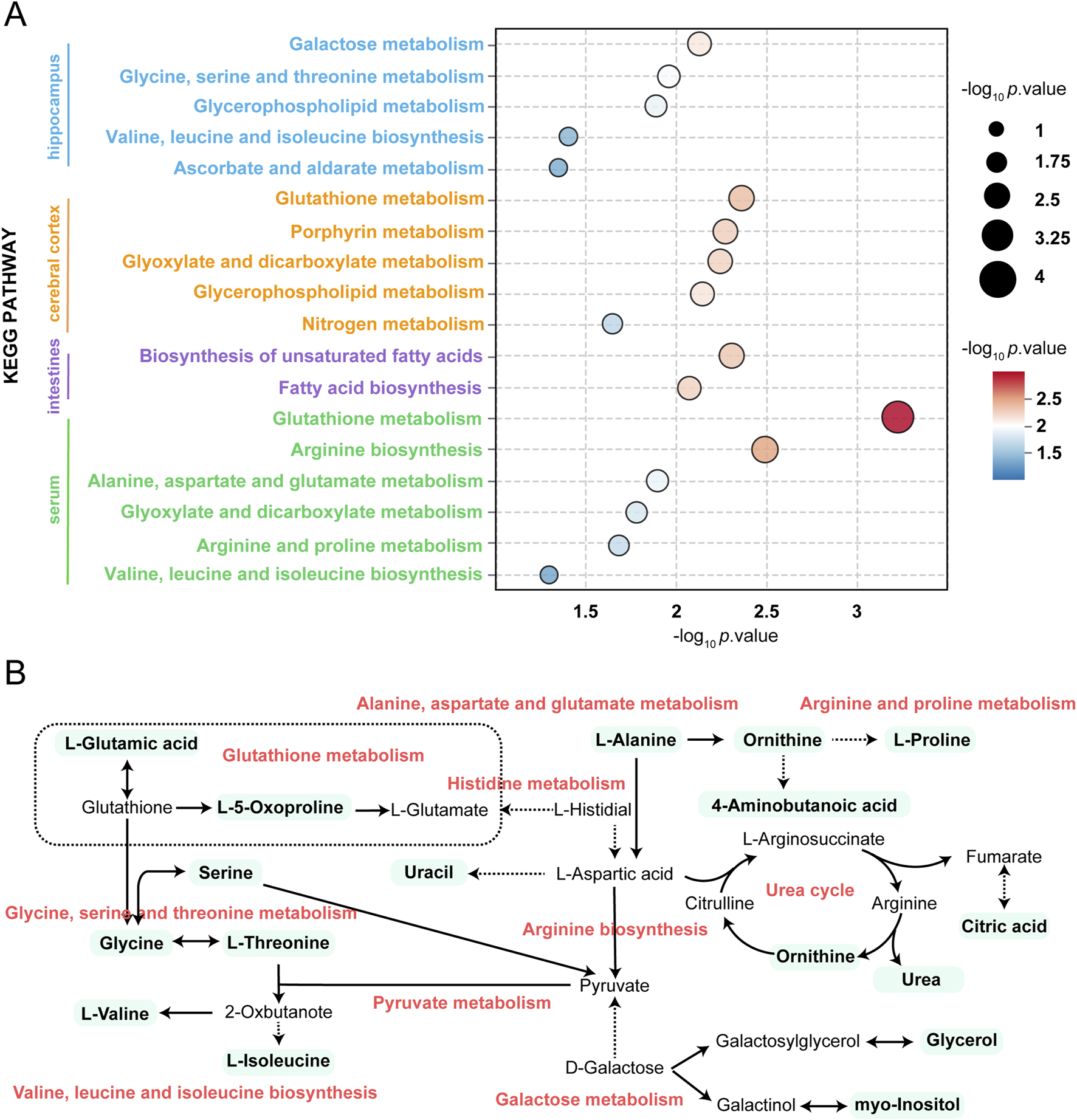 Diagram illustrating metabolism pathways related to various tissues. Part A displays a bubble plot showing different KEGG pathways for the hippocampus, cerebral cortex, intestines, and serum, with bubble size and color indicating significance. Part B presents a network map outlining interactions between metabolites and pathways, such as alanine, aspartate, and glutamate metabolism, alongside others.