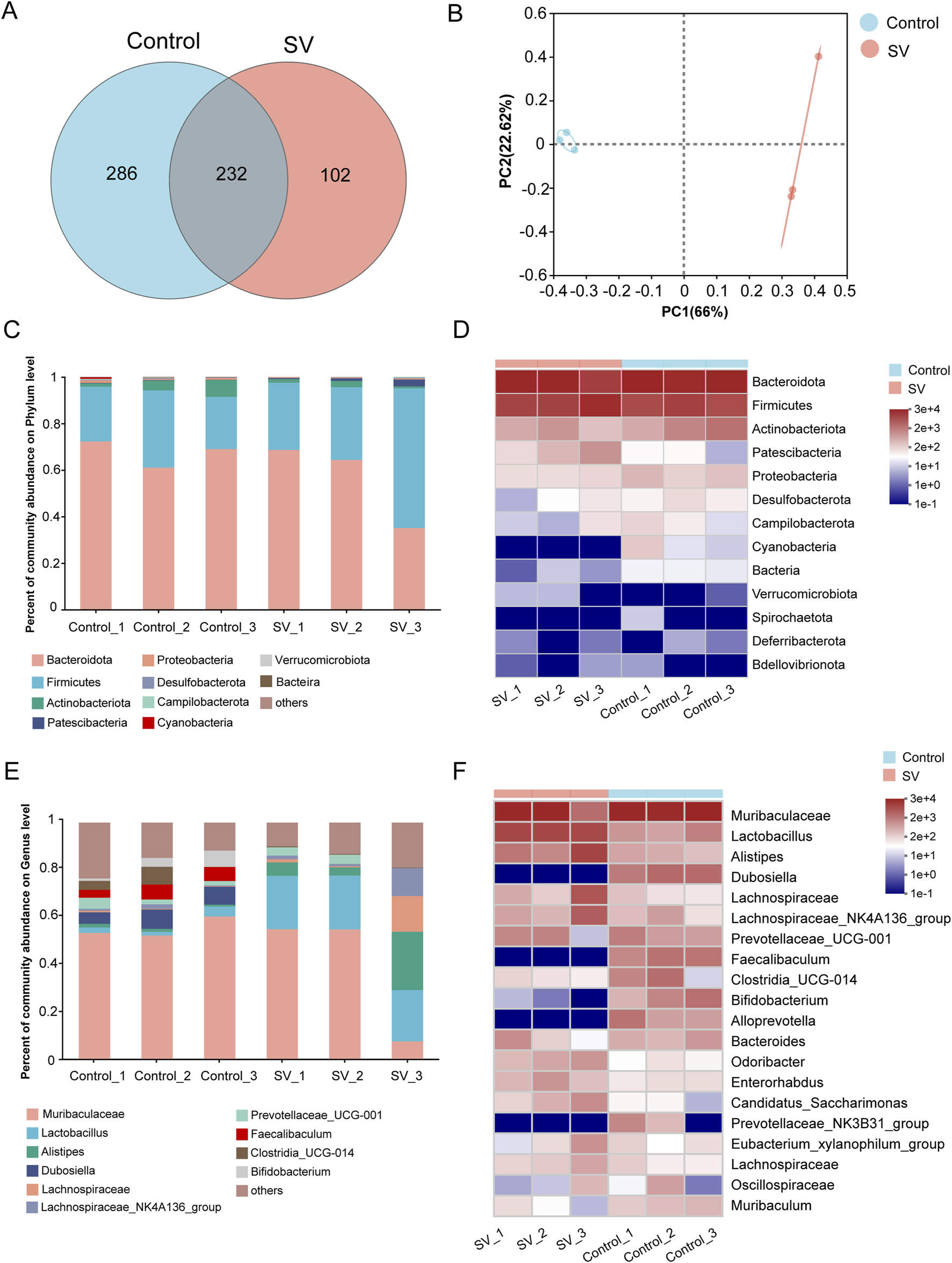 Panel A displays a Venn diagram comparing the Control and SV groups, indicating shared and unique features. Panel B shows a principal component analysis plot with distinct separation between the Control and SV groups. Panel C presents bar graphs of community abundance at the phylum level across different samples. Panel D includes a heatmap illustrating the abundance of various phyla in Control and SV. Panel E offers bar graphs of community abundance at the genus level. Panel F displays a heatmap for genus-level abundance comparisons between both groups.