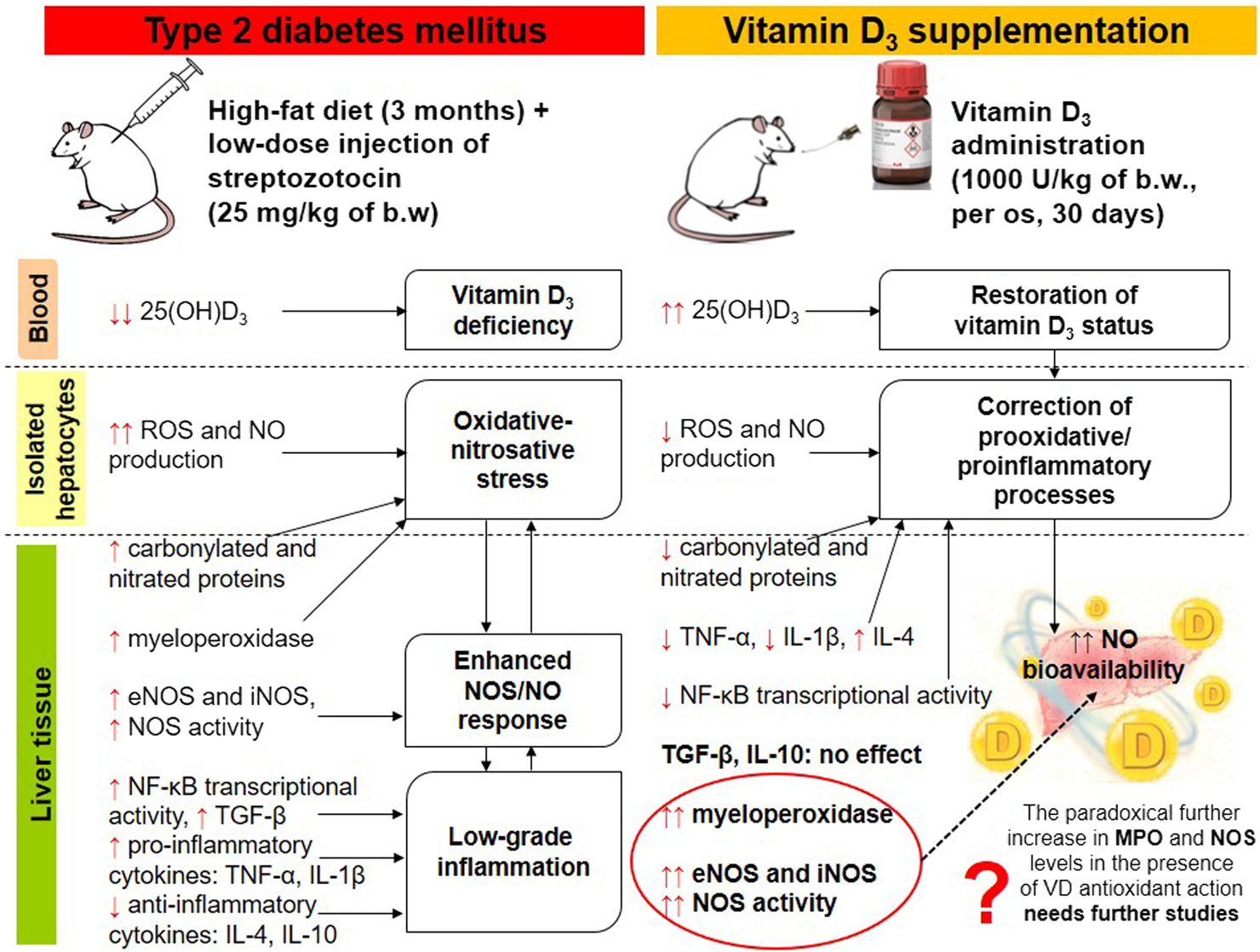 Graphical Abstract