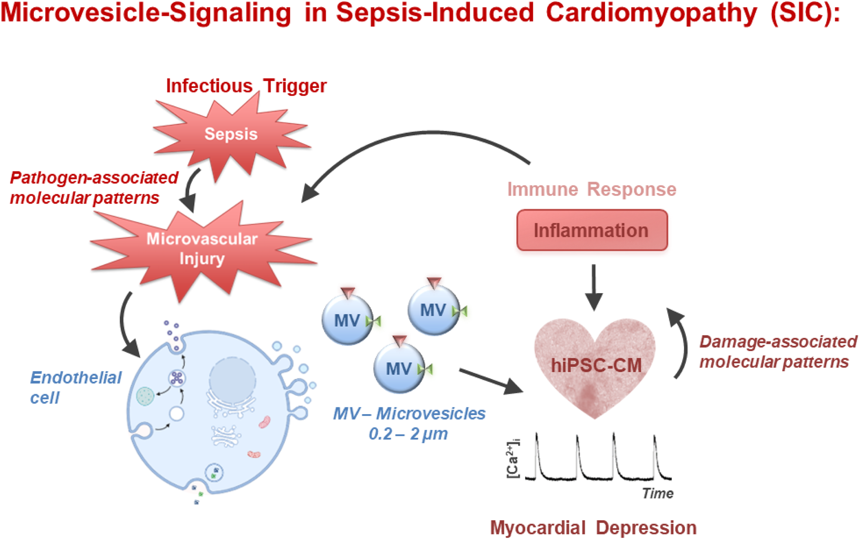 Graphical Abstract