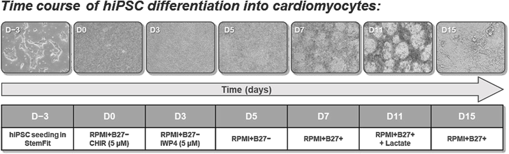 Time-course illustration showing hiPSC differentiation into cardiomyocytes from three days before the initiation of differentiation to day fifteen. Images depict changes in cell morphology. Below each image are labels indicating media conditions: D-3 in StemFit; D0 with RPMI, B27 minus and CHIR; D3 with RPMI, B27 minus and IWP4; D5 with RPMI, B27 minus; D7 with RPMI, B27 plus; D11 with RPMI, B27 plus and Lactate; D15 with RPMI, B27 plus. An arrow at the bottom indicates progression over time in days.