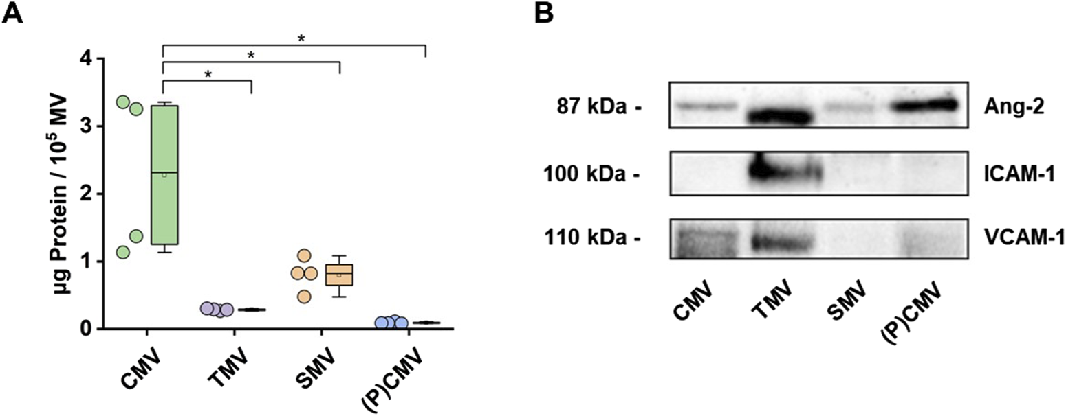 Panel A shows a box plot comparing protein levels (micrograms per 100,000 MV) across CMV, TMV, SMV, and (P)CMV, with significant differences marked by asterisks. Panel B displays Western blot results for Ang-2, ICAM-1, and VCAM-1 proteins at molecular weights of eighty-seven, one hundred, and one hundred ten kilodaltons, respectively, comparing the same four groups.