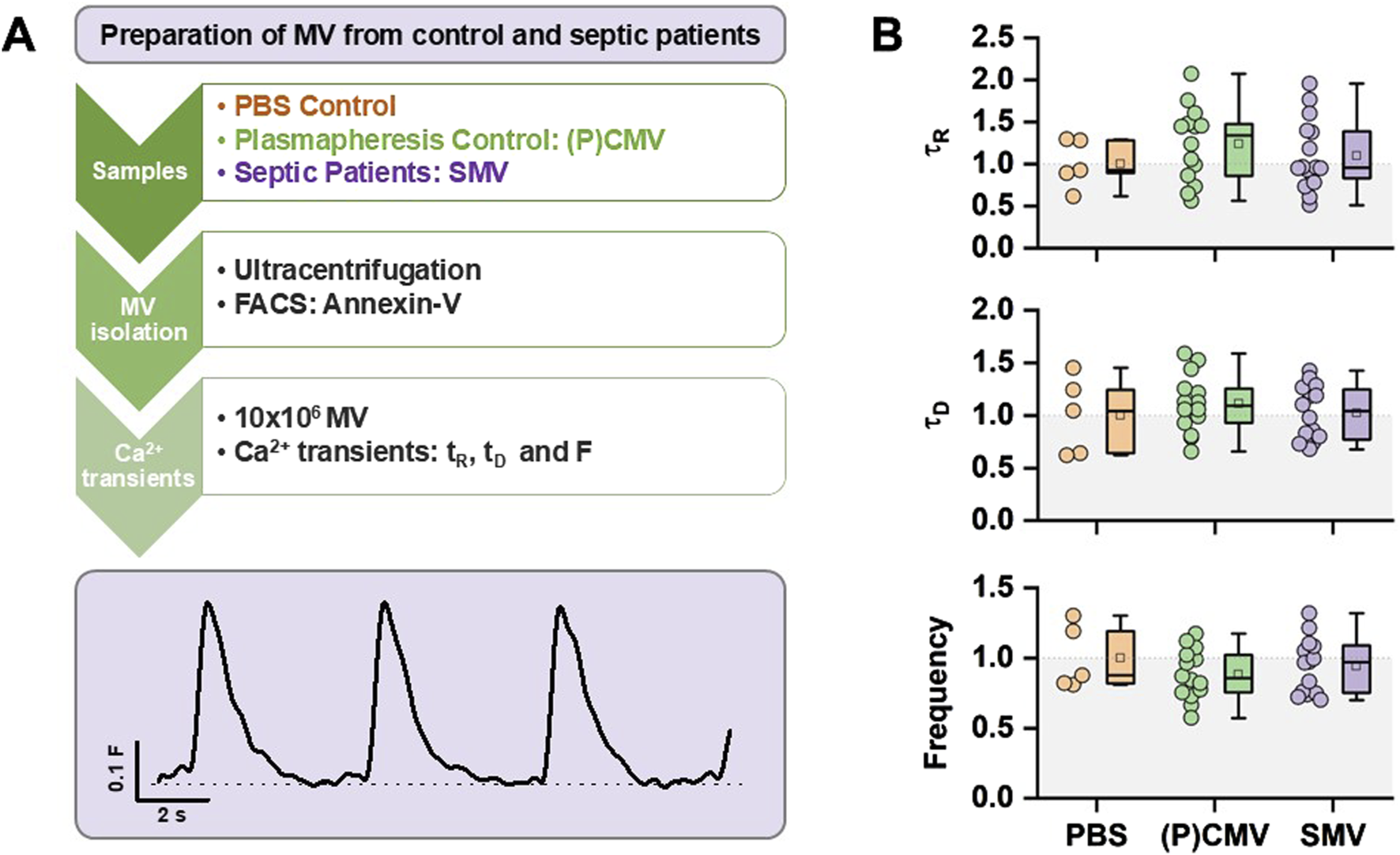 Diagram illustrating MV preparation from control and septic patients. Panel A describes steps for preparing MV: using samples from PBS control, plasmapheresis control, and septic patients, followed by MV isolation using ultracentrifugation and FACS, and analyzing Ca²⁺ transients. A representative graph shows changes in fluorescence over time. Panel B presents three box plots comparing τR, τD, and frequency across PBS, (P)CMV, and SMV samples, showing distribution and variability in Ca²⁺ transient characteristics.
