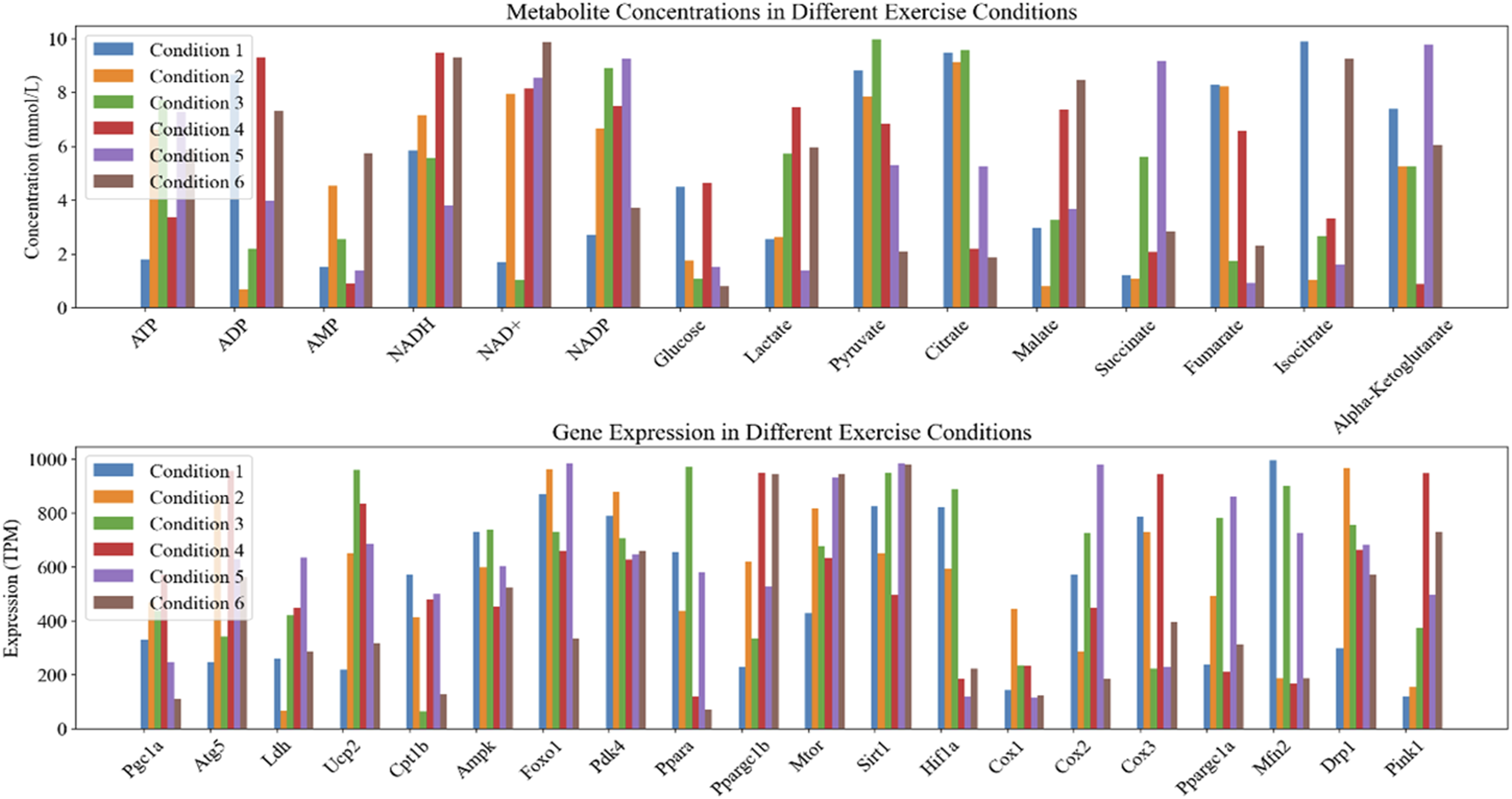 Bar graphs comparing metabolite concentrations and gene expression across six exercise conditions. The top graph displays concentrations of ATP, ADP, AMP, NADH, and other metabolites. The bottom graph shows gene expression levels of Pgc1a, Atg5, and other genes. Each condition is represented by distinct colors.