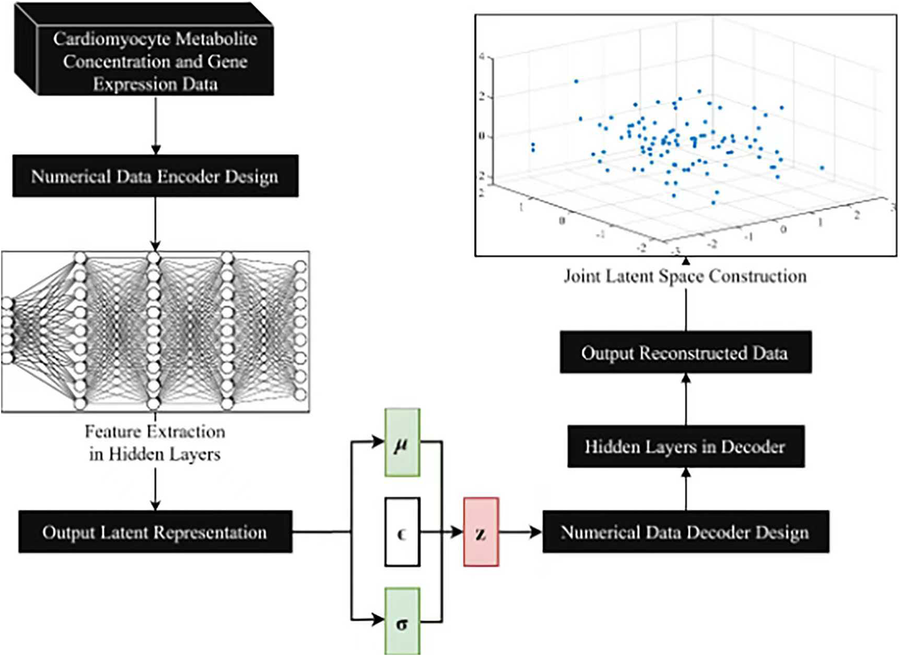 Flowchart depicting a data processing pipeline. It begins with cardiomyocyte metabolite concentration and gene expression data input to a numerical data encoder. A neural network extracts features in hidden layers, outputs a latent representation, and constructs a joint latent space. The pipeline includes a calculation involving variables μ, 𝜖, and σ to generate z. This passes through a numerical data decoder with hidden layers to output reconstructed data. A 3D scatter plot visualizes the joint latent space construction.