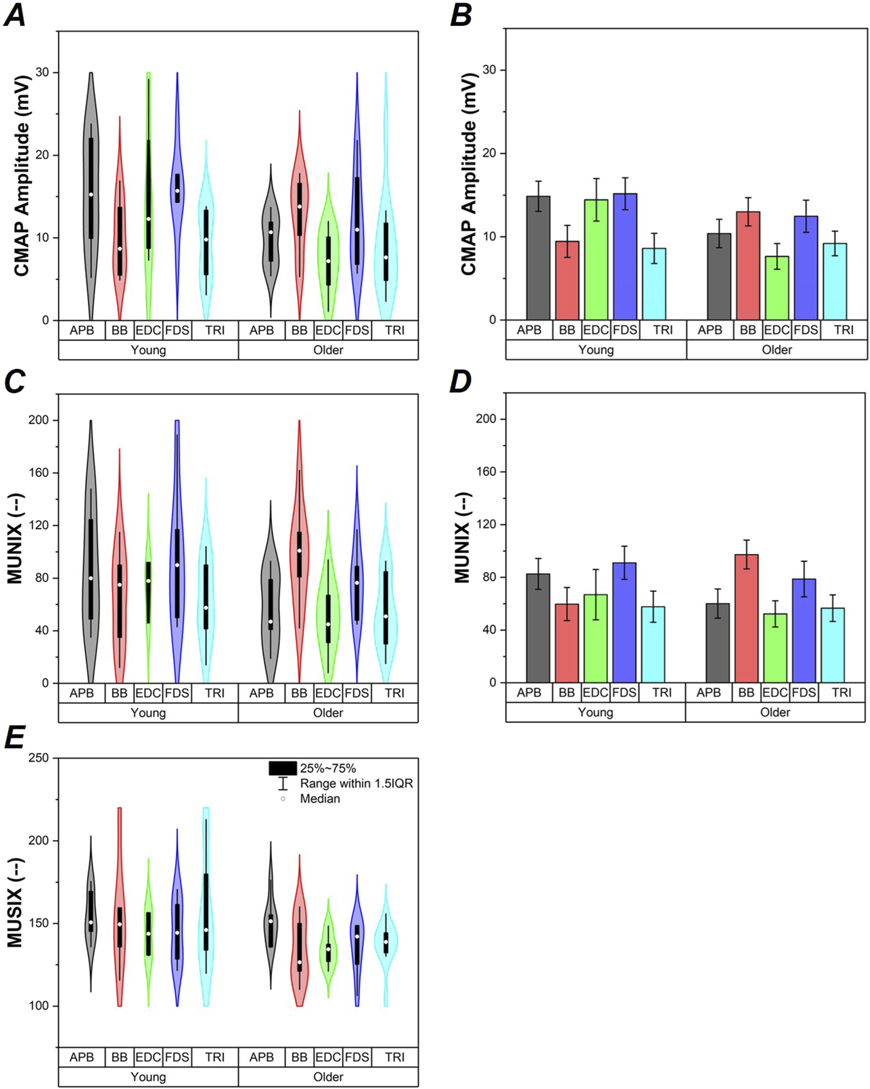 Five panels of graphs compare nerve and muscle metrics between young and older groups across muscles: APB, BB, EDC, FDS, TRI. Panels A, C, and E display violin plots, while B and D show bar graphs. The y-axes represent CMAP Amplitude in millivolts, MUNIX, and MUSIX, respectively. The legend in panel E denotes median, interquartile range, and whiskers indicating range within 1.5 IQR.