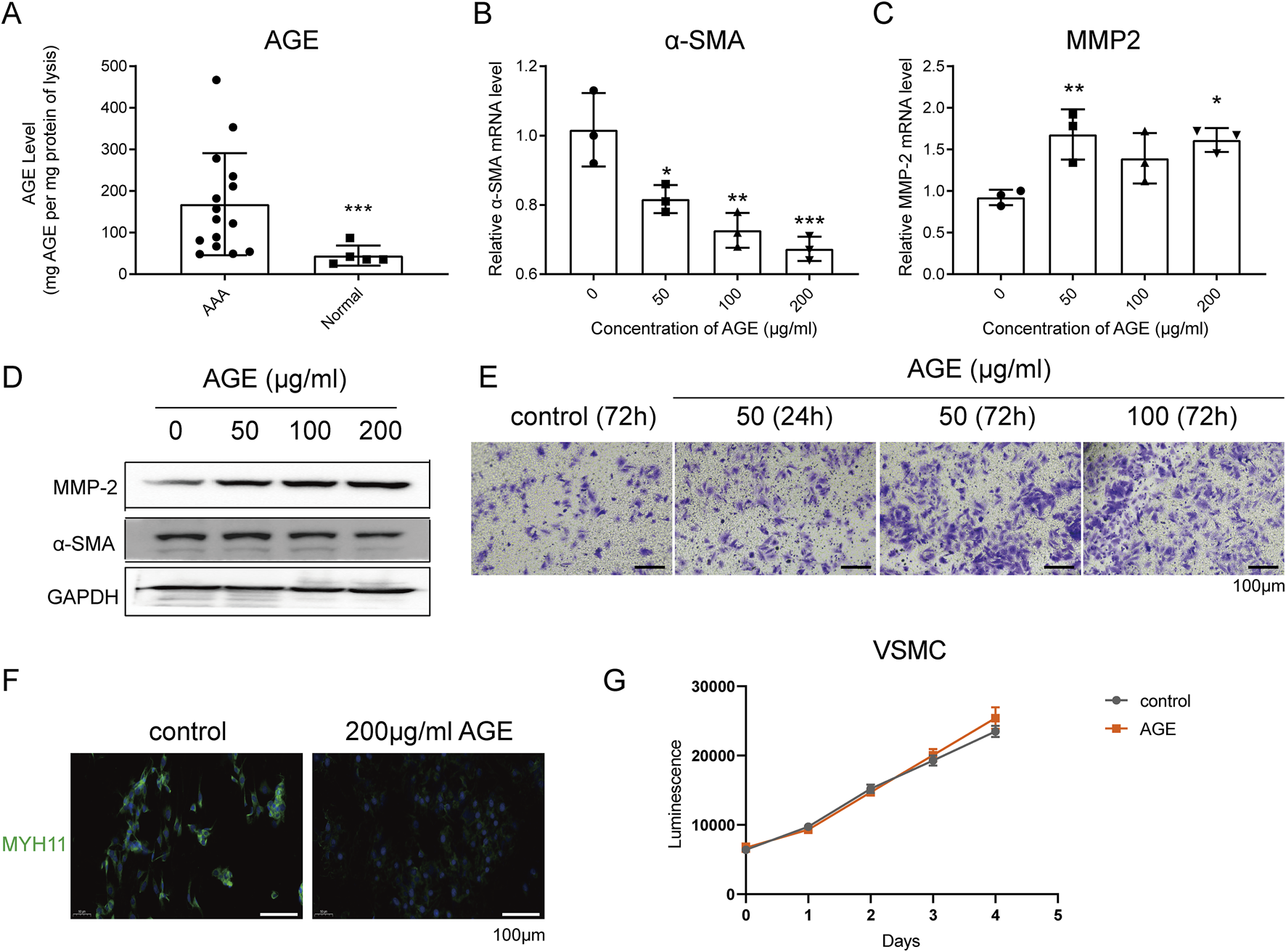 Graphs and images illustrating the effects of AGE on different parameters: A) Bar graph showing a higher AGE level in AAA compared to normal.B) Bar graph indicating a decrease in α-SMA mRNA levels with increasing AGE concentration.C) Bar graph showing MMP2 mRNA levels increase with AGE concentration.D) Western blot displaying protein levels of MMP-2, α-SMA, and GAPDH at various AGE concentrations.E) Microscopic images of cell morphology under different AGE concentrations and times.F) Immunofluorescence images exhibiting MYH11 expression in control and AGE-treated samples.G) Line graph depicting luminescence in VSMC over time, comparing control and AGE treatment.