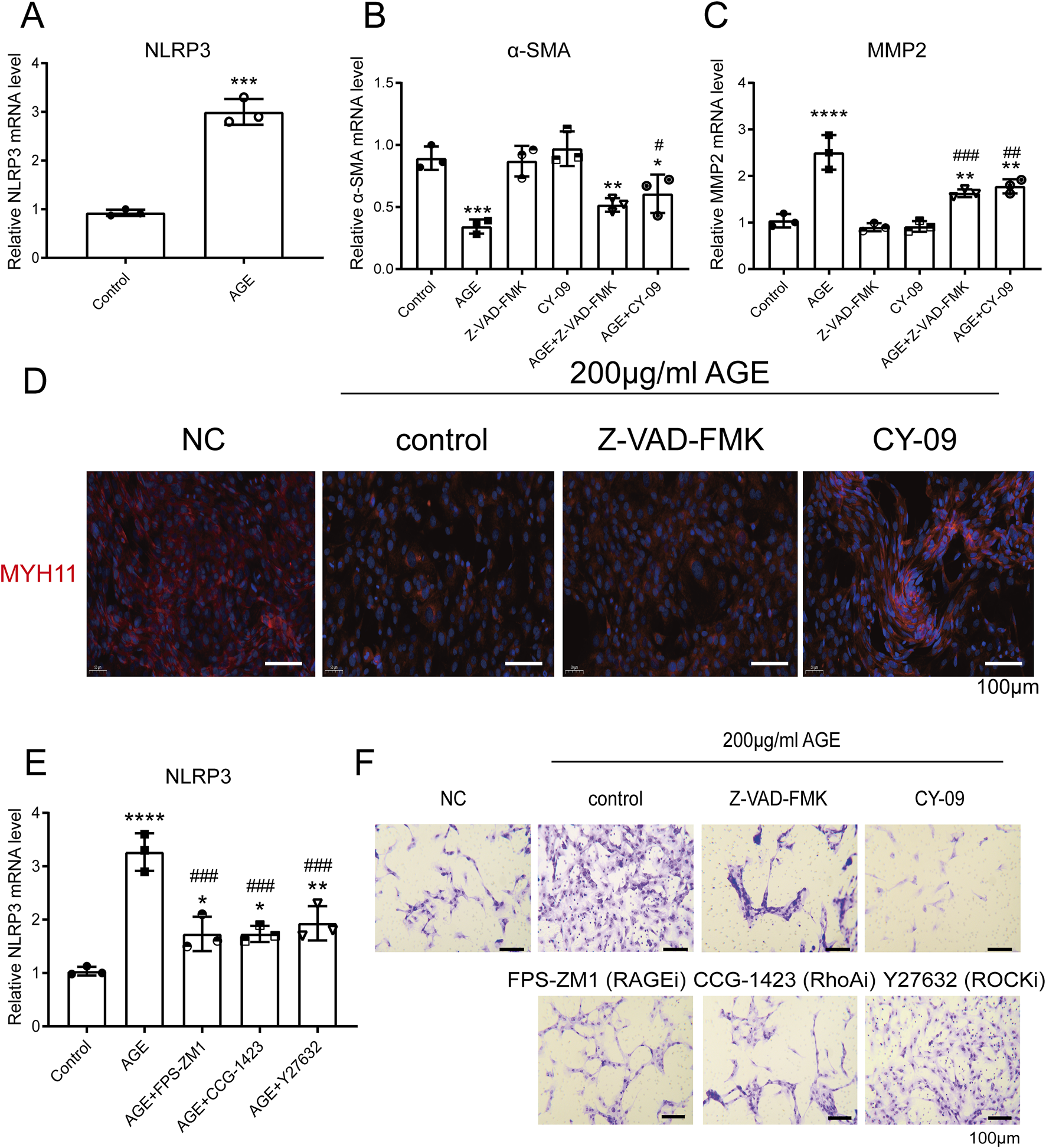 Graphs and images illustrate the effects of various treatments on cellular markers. (A) Bar graph showing the relative NLRP3 mRNA levels, with a significant increase in the AGE group. (B) α-SMA mRNA levels with comparisons among control, AGE, and inhibitors. (C) MMP2 mRNA levels with significant reductions post-treatment. (D) Immunofluorescence images showcasing MYH11 expression under different treatments. (E) NLRP3 mRNA level bar graph with significant differences noted. (F) Micrograph images displaying cellular morphology changes with treatments like Z-VAD-FMK and CY-09, including other inhibitors.