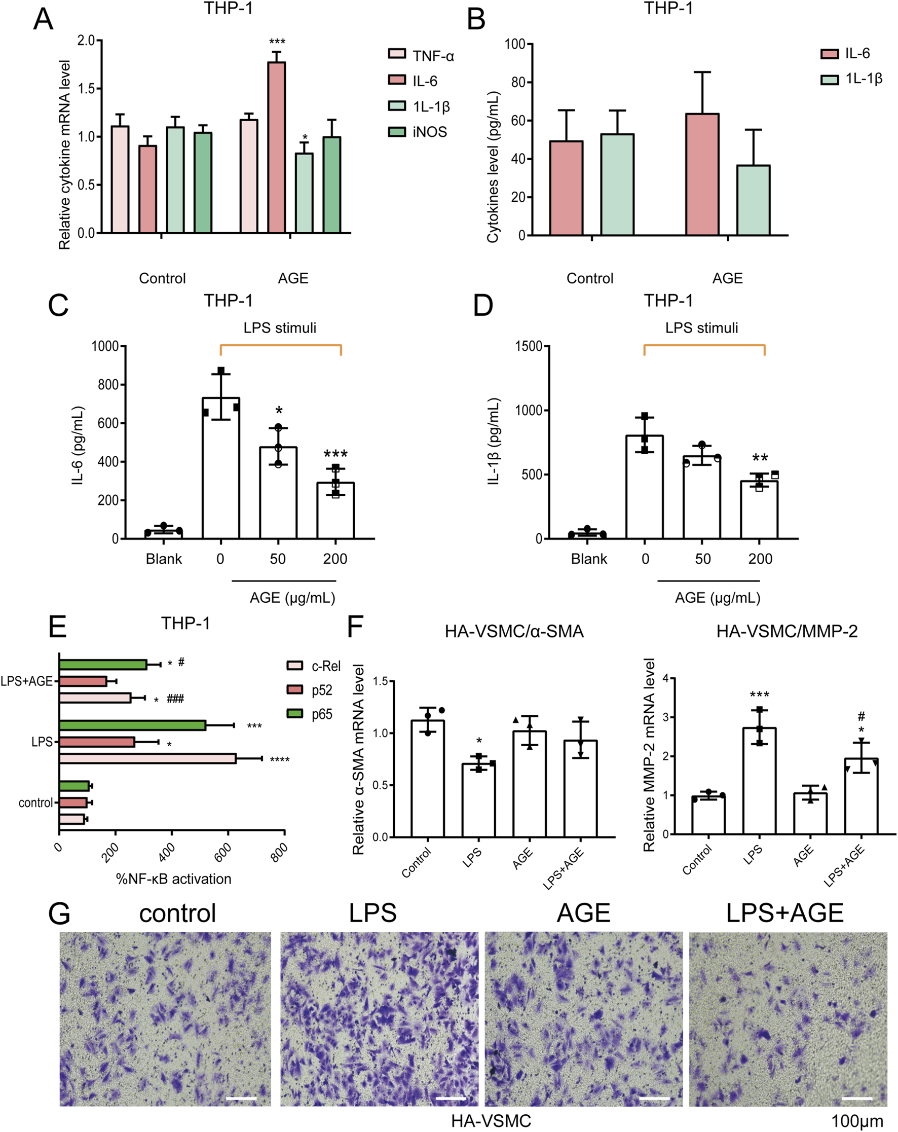 Graphs and panels illustrate the effects of AGE and LPS on THP-1 cells and HA-VSMC. Panel A shows relative cytokine mRNA levels for TNF-α, IL-6, IL-1β, and iNOS in control versus AGE-treated groups. Panel B depicts cytokine levels of IL-6 and IL-1β in control versus AGE. Panels C and D demonstrate IL-6 and IL-1β levels in response to LPS stimuli at varying AGE concentrations. Panel E highlights NF-κB activation under different conditions. Panel F compares mRNA levels of α-SMA and MMP-2 in HA-VSMC. Panel G provides micrographs of HA-VSMC under control, LPS, AGE, and combined treatments.