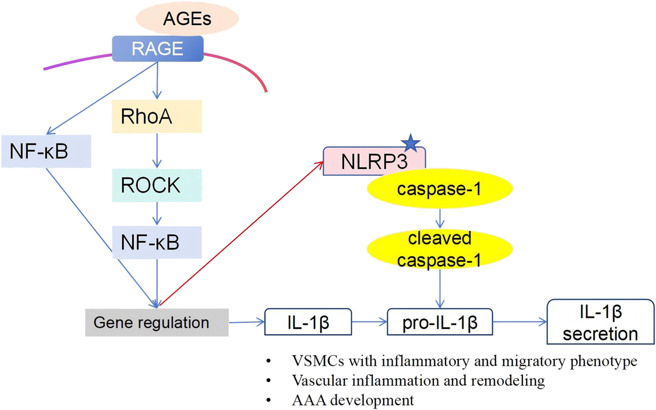 Flowchart illustrating the signaling pathway involving AGEs interacting with RAGE, activating RhoA and ROCK, leading to NF-κB activation and gene regulation. This triggers the NLRP3 inflammasome, activating caspase-1, cleaving pro-IL-1β to IL-1β, resulting in its secretion. Outcomes include inflammatory VSMCs, vascular inflammation, and AAA development.