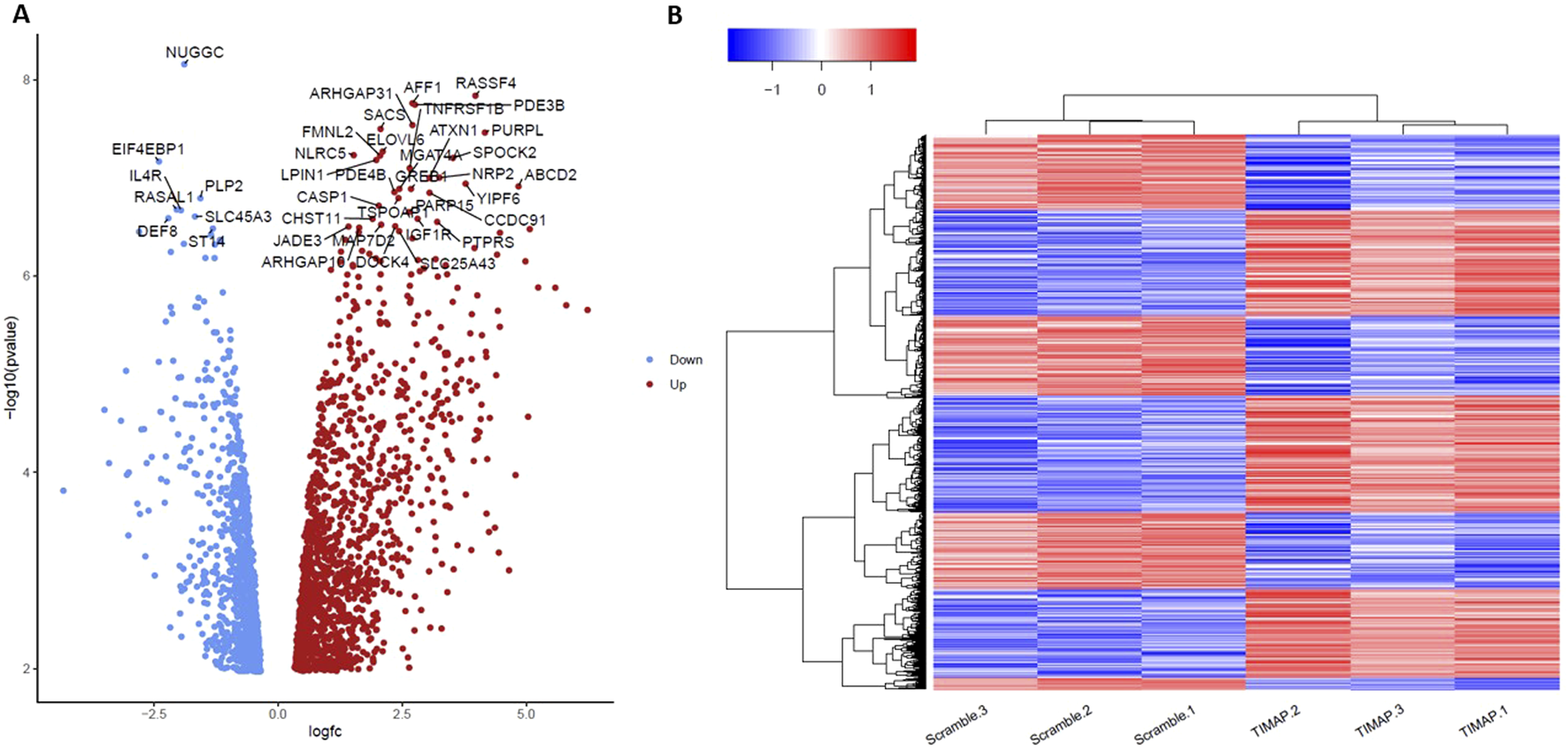 Panel A shows a volcano plot with gene expression changes, where blue dots indicate downregulated genes and red dots indicate upregulated genes. Panel B displays a heatmap illustrating gene expression levels across different samples, with a gradient from blue (downregulated) to red (upregulated), along with hierarchical clustering.