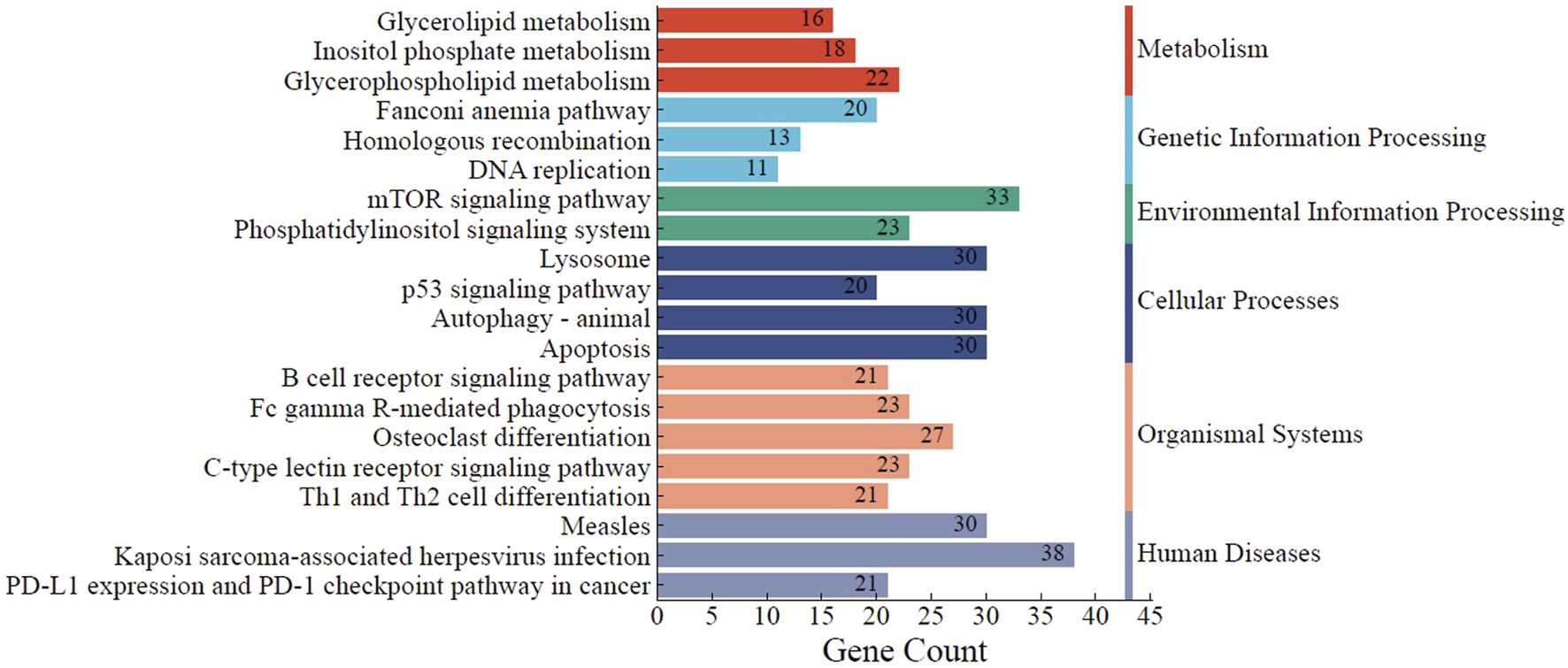 Horizontal bar chart showing gene counts across various biological pathways. Categories include Metabolism, Genetic Information Processing, Environmental Information Processing, Cellular Processes, Organismal Systems, and Human Diseases. The highest gene count is 38 for Kaposi-sarcoma infection pathway under Human Diseases. Bars are color-coded by category, with Gene Count on the x-axis.