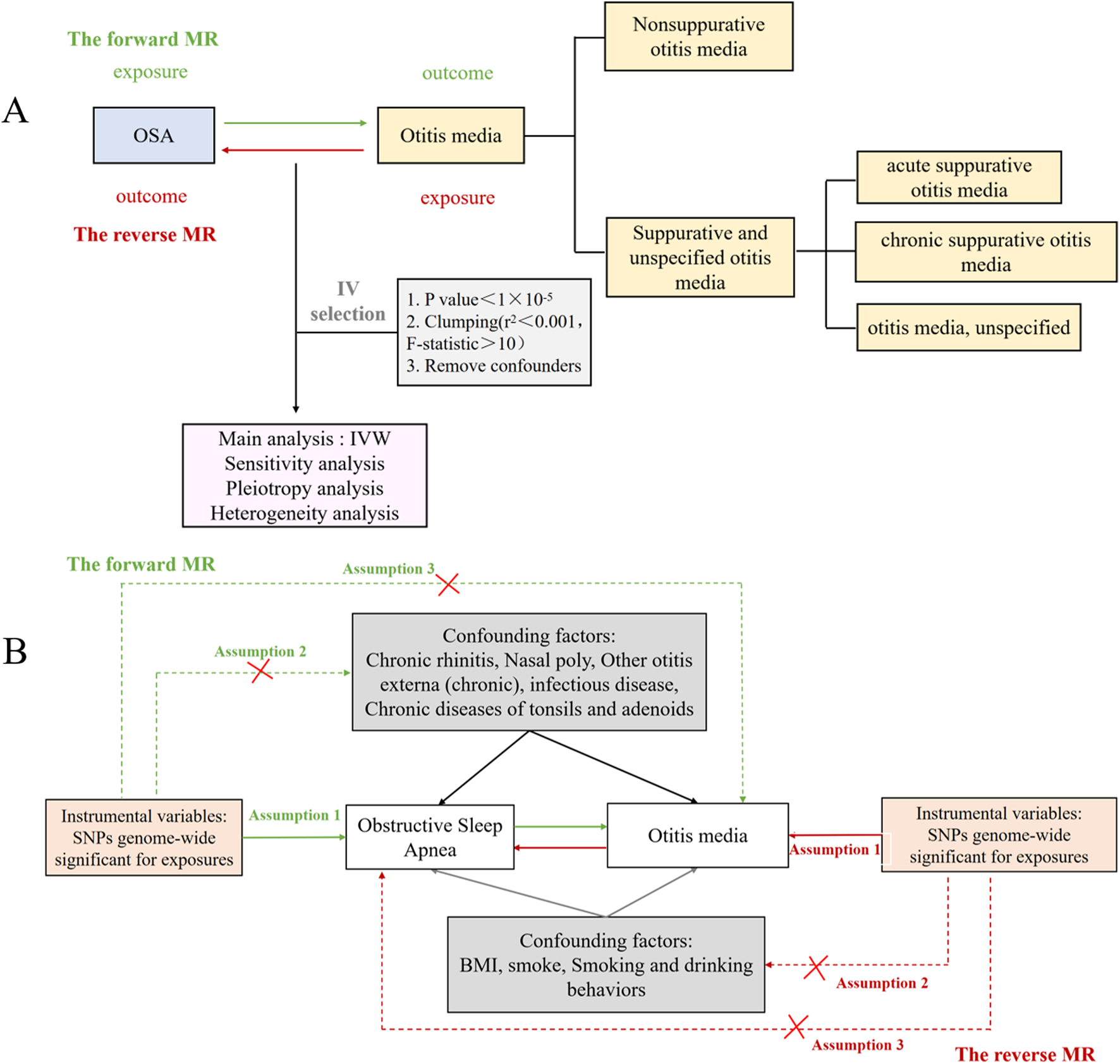 Diagram showing Mendelian Randomization (MR) analyses for examining relationships between Obstructive Sleep Apnea (OSA) and otitis media. Part A depicts forward MR from OSA to otitis media, with reverse direction analysis. Part B shows confounding factors for both OSA and otitis media, including chronic rhinitis and BMI. Both diagrams highlight assumptions, instrumental variables, and analysis steps such as sensitivity and pleiotropy analyses.