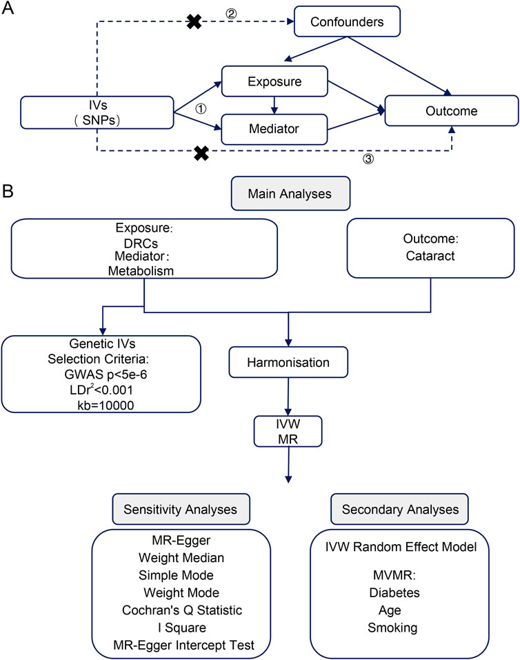 Diagram illustrating a two-part Mendelian Randomization analysis framework. Panel A shows the causal path model with Instrumental Variables (SNPs) influencing Exposure, Mediator, and Outcome, avoiding Confounders through arrows and blocked paths. Panel B details analysis steps: Genetic IVs selection, Main Analyses with IVW MR, Sensitivity Analyses using MR-Egger and others, and Secondary Analyses with the IVW Random Effect Model, including MVMR for Diabetes, Age, and Smoking.