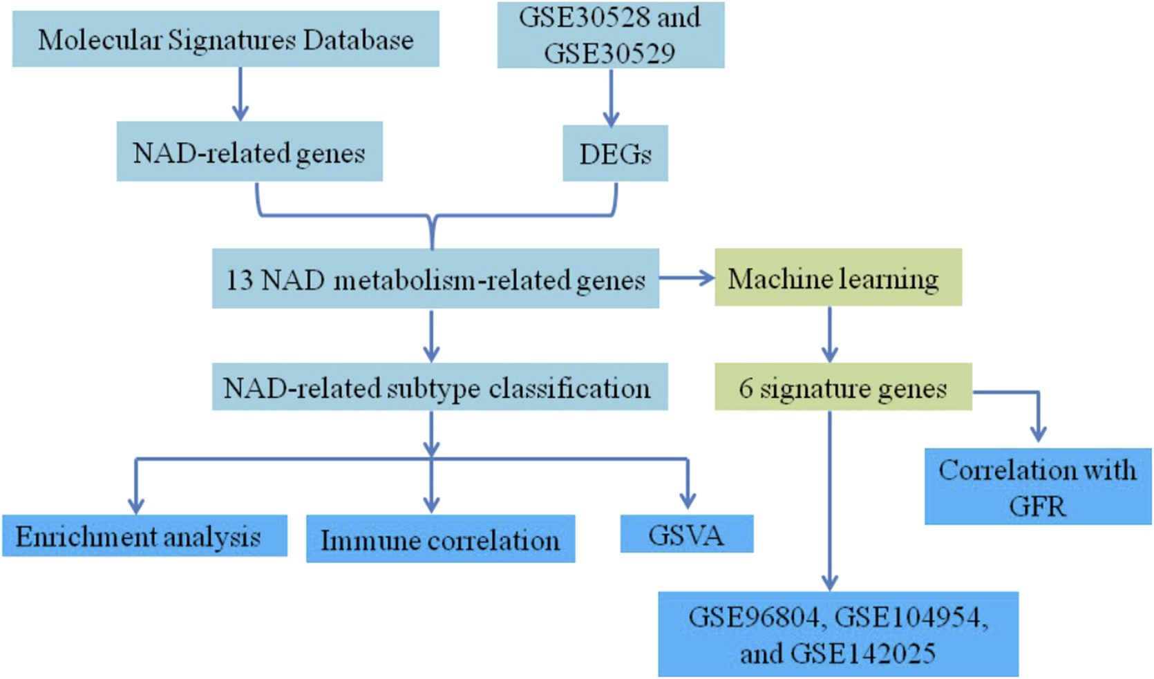 Flowchart depicting a study process involving NAD-related genes. It starts from the Molecular Signatures Database and GSE datasets leading to NAD-related and differentially expressed genes. These identify 13 NAD metabolism-related genes and are analyzed through machine learning to find six signature genes. The flow divides into enrichment analysis, immune correlation, and GSVA, finally correlating with GFR and several GSE datasets.