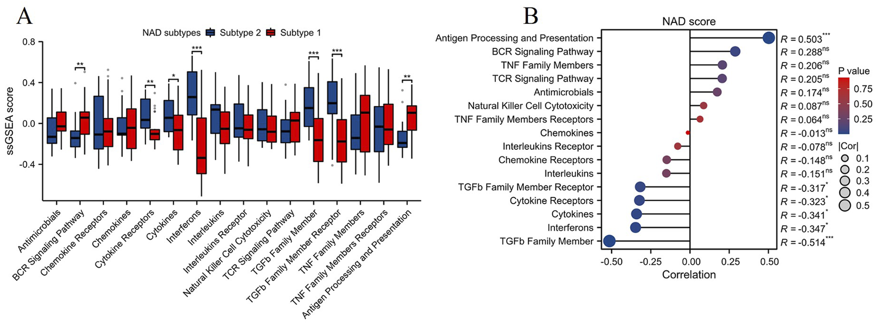 Panel A displays a box plot comparing ssGSEA scores of two NAD subtypes across various pathways, with significant differences marked by asterisks. Panel B shows a dot plot of NAD score correlations with biological pathways. The x-axis represents correlation coefficients, while dot size and color indicate correlation magnitude and p-value, respectively.