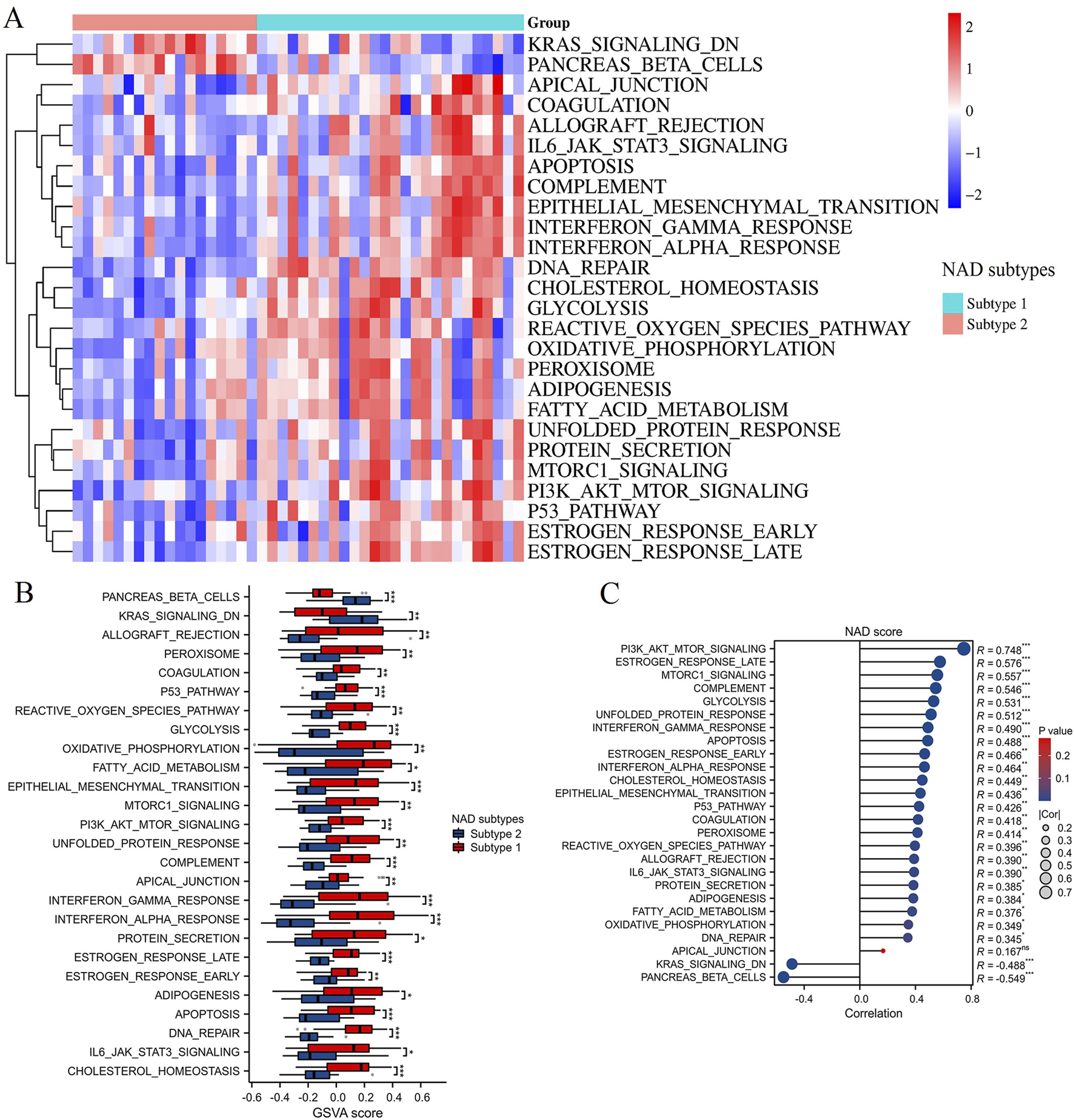 Panel A shows a heatmap clustering gene expression across various pathways and NAD subtypes with a color scale indicating expression levels. Panel B displays box plots comparing gene set variation analysis (GSVA) scores between NAD subtypes, with significant differences marked. Panel C is a scatter plot showing the correlation between NAD scores and pathways, with correlation coefficients and significance indicated by color-coded p-values.
