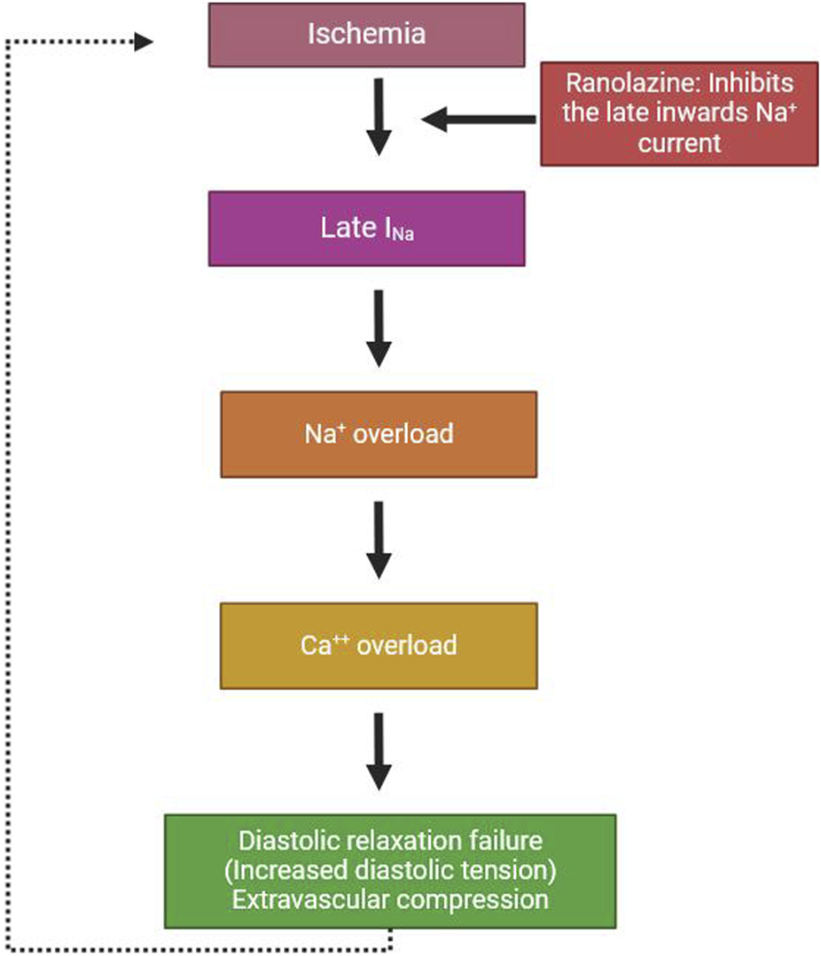 Flowchart showing the process of ischemia leading to diastolic relaxation failure. Ischemia increases late inward sodium (Na⁺) current, causing Na⁺ overload, followed by calcium (Ca²⁺) overload. This results in diastolic relaxation failure with increased diastolic tension and extravascular compression. Ranolazine inhibits the late inward Na⁺ current.