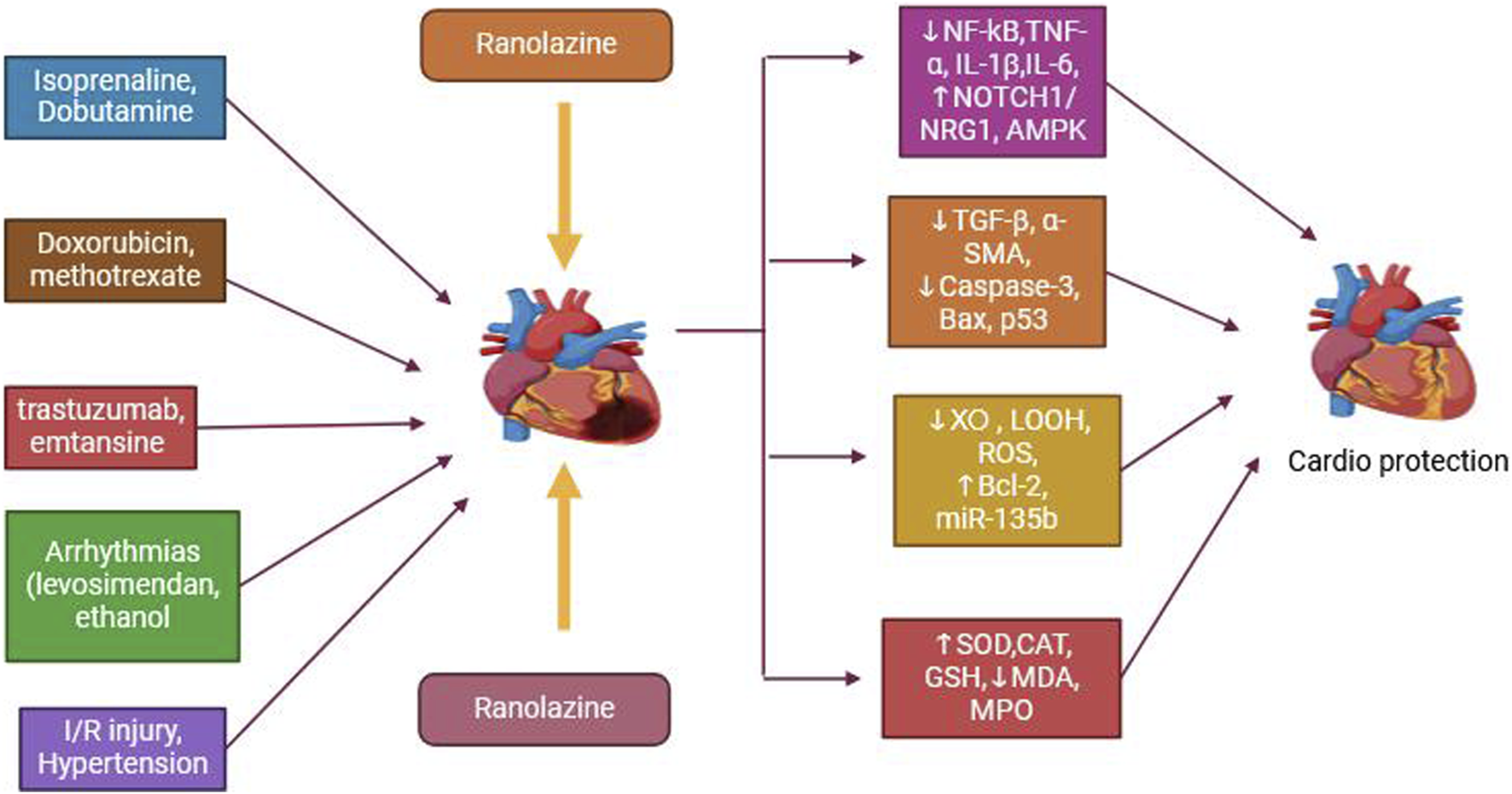 Diagram showing the mechanisms through which Ranolazine offers cardioprotection against various agents and conditions. Arrows from drugs like Isoprenaline and Doxorubicin point to a heart graphic, indicating the effects mediated by Ranolazine. Text boxes indicate pathways involving NF-kB, TGF-β, and oxidative stress factors, depicting reduction or increase in specific proteins and enzymes. An arrow points to cardioprotection on the right with corresponding pathways highlighted.