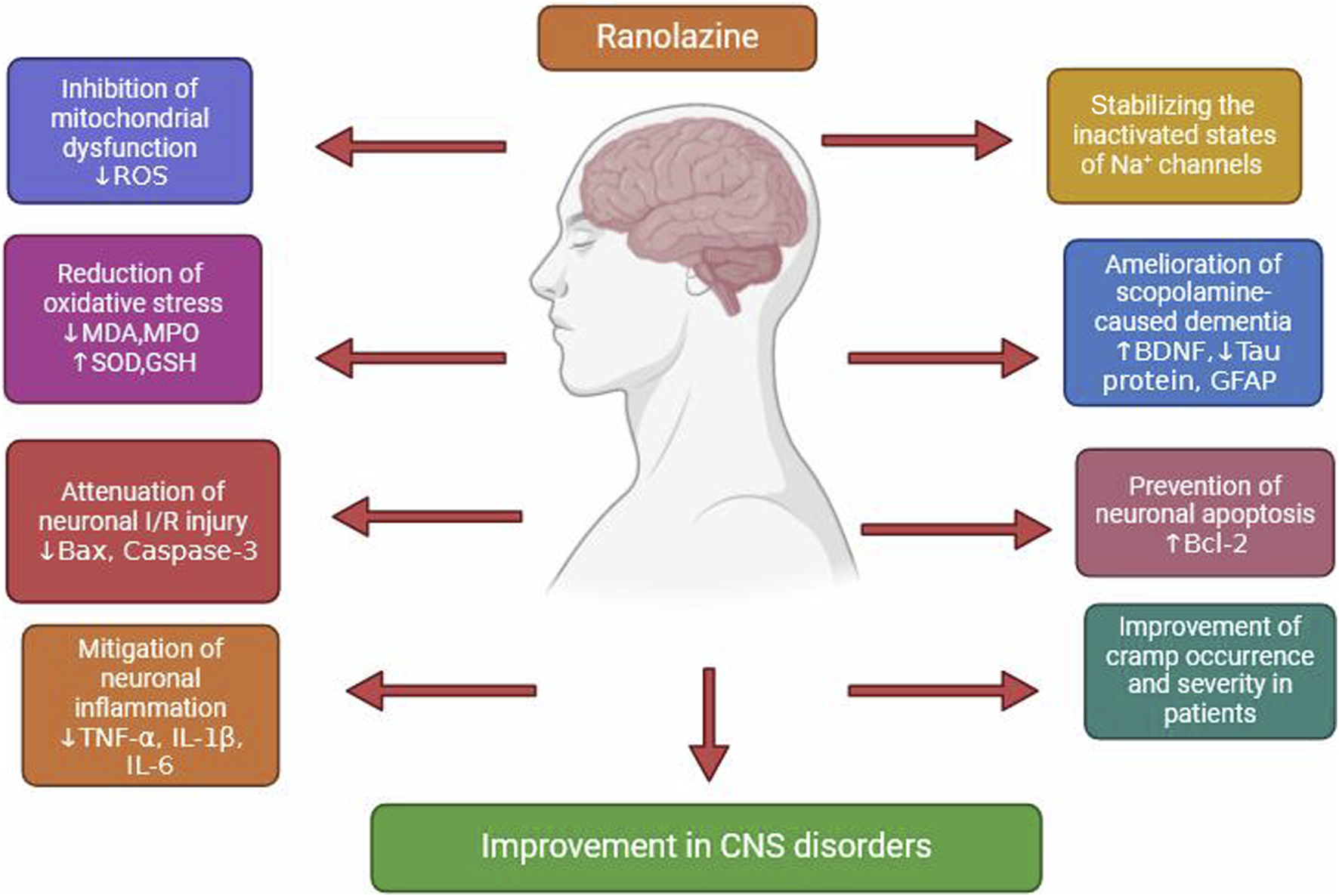 Diagram illustrating the effects of Ranolazine on the central nervous system. Left side effects include inhibition of mitochondrial dysfunction, reduction of oxidative stress, attenuation of neuronal injury, and mitigation of inflammation. Right side effects include stabilizing sodium channels, alleviating scopolamine-induced dementia, preventing neuronal apoptosis, and reducing cramp severity. All lead to improvement in CNS disorders, indicated at the bottom.