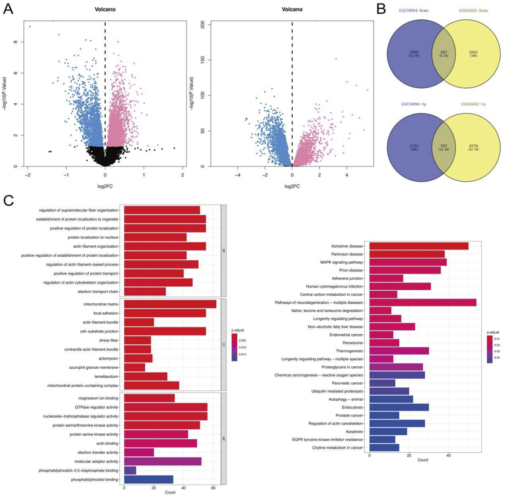 Panel A shows two volcano plots indicating gene expression changes, with points colored blue and pink. Panel B contains two Venn diagrams comparing overlaps in downregulated and upregulated genes in different datasets. Panel C features two bar charts displaying gene ontology enrichment analysis, with bars colored by p-value significance.