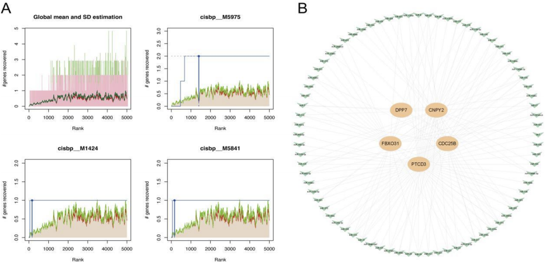 Panel A shows four line graphs depicting the number of genes recovered against rank. Each graph corresponds to a different dataset (global mean/SD estimation and three cisbp datasets: M5975, M1424, M5841). Panel B illustrates a network diagram with central nodes labeled DPP7, CNPY2, FBXO31, CDC25B, and PTCD3, connected to multiple peripheral nodes.