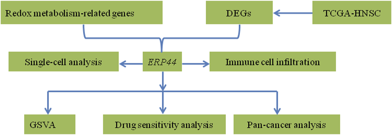 Flowchart showing pathways related to redox metabolism genes, DEGs, and TCGA-HNSC. It connects to ERP44, single-cell analysis, and immune cell infiltration. Further analyses include GSVA, drug sensitivity, and pan-cancer analysis.
