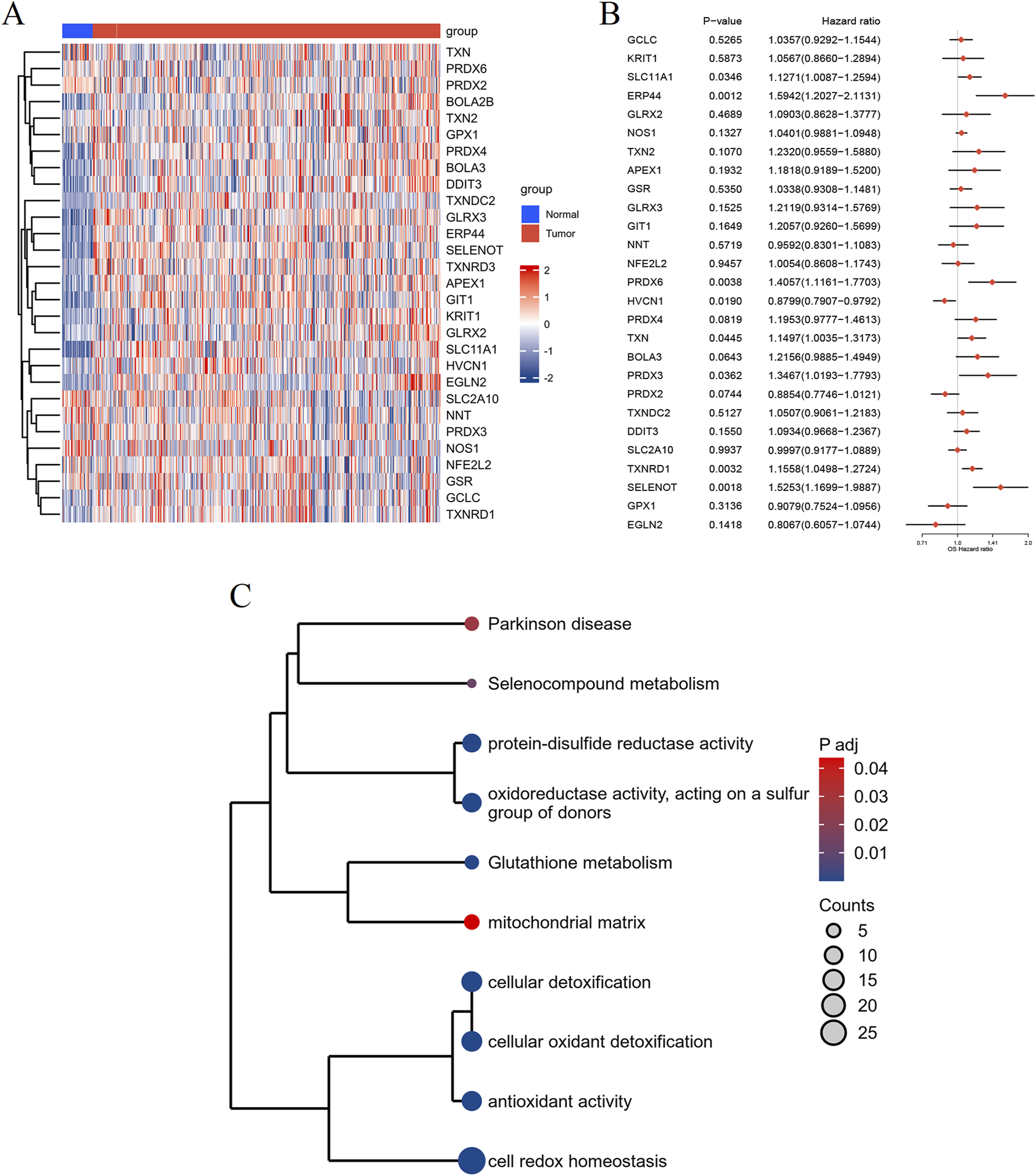 Panel A displays a heatmap comparing gene expression in normal and tumor groups, with color coding for upregulation and downregulation. Panel B is a forest plot showing hazard ratios and P-values for genes, emphasizing statistical significance. Panel C illustrates a hierarchical clustering of biological processes, with node colors indicating adjusted P-values and circle sizes representing counts.