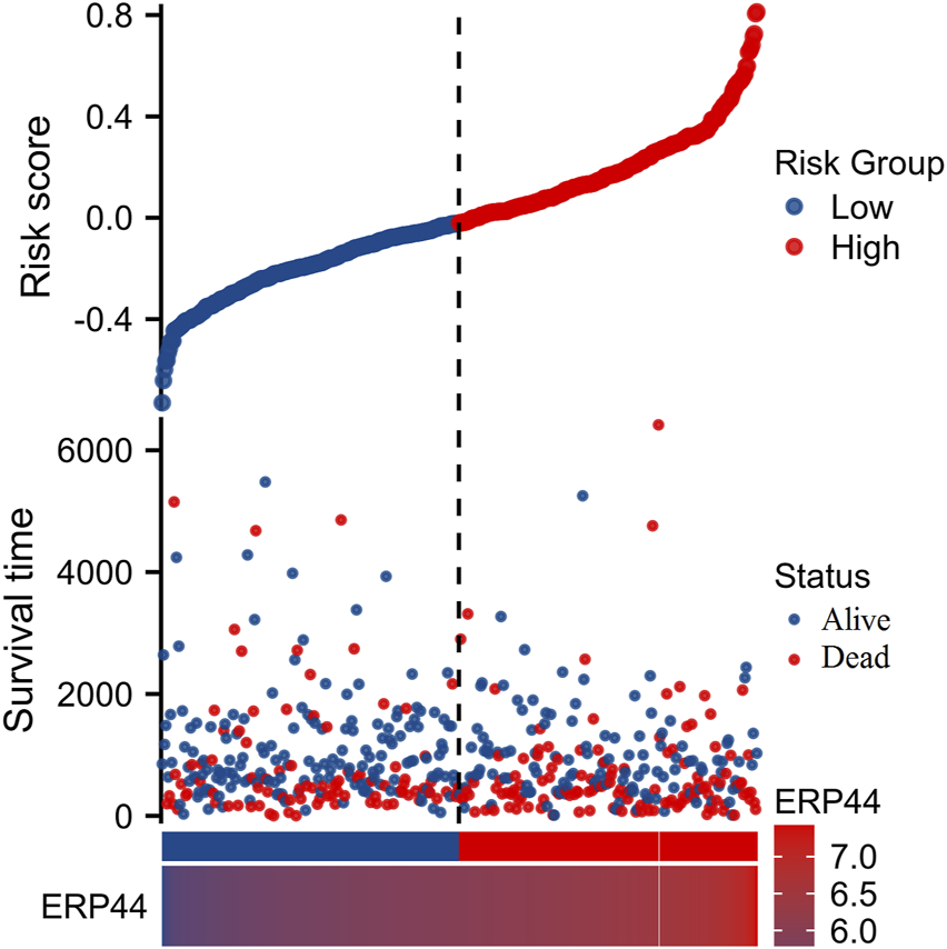 Scatter plot showing risk scores and survival times, divided into high-risk (red) and low-risk (blue) groups. It includes individual status of alive (blue) or dead (red) and has a gradient bar for ERP44 expression levels from 6.0 to 7.0. A dashed vertical line separates the groups.