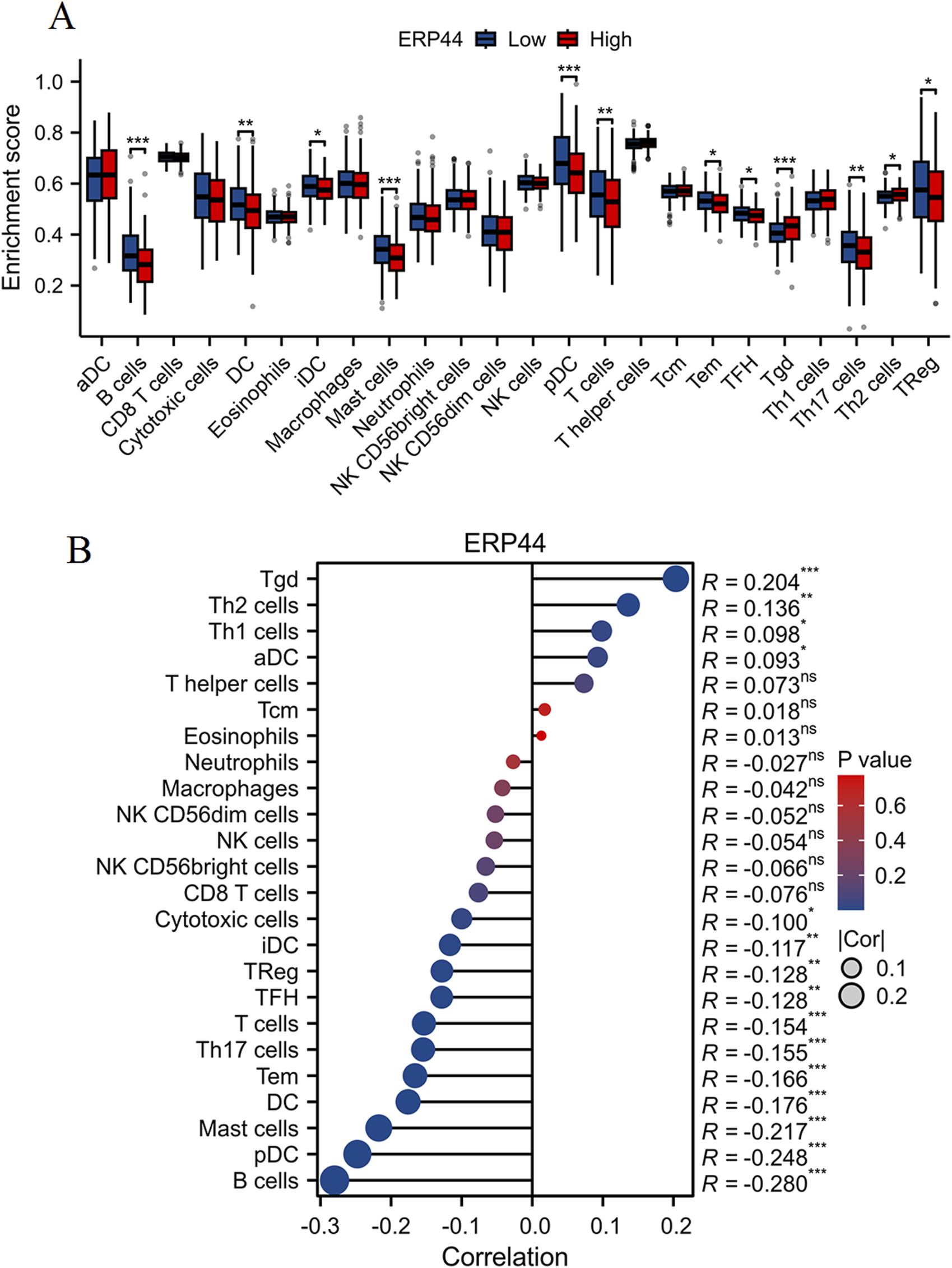 Panel A shows box plots comparing enrichment scores of various cell types categorized by low and high ERP44 expression. Significant differences are marked by asterisks. Panel B displays a correlation chart of various cell types with ERP44, with correlation coefficients and significance levels. Red and blue circles indicate positive and negative correlations, respectively, with size indicating correlation strength.