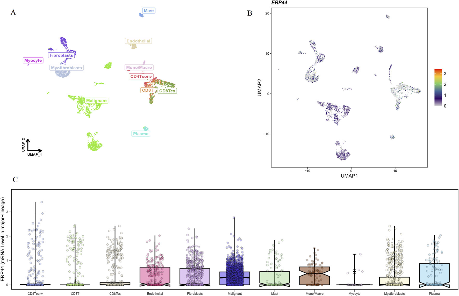 Panel A shows a UMAP scatter plot with labeled cell types, including fibroblasts, myocytes, and malignant cells, each in distinct colors. Panel B presents a UMAP plot colored by ERP44 expression levels, indicated by a color gradient from blue to red. Panel C features a box plot displaying ERP44 mRNA levels across different cell lineages, with each box representing a specific cell type such as CD8T and endothelial cells.