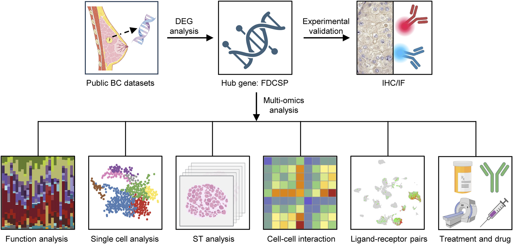 Flowchart diagram showing methodology for analyzing breast cancer data. It starts with public datasets leading to DEG analysis, identifying the hub gene FDCSP. This is followed by experimental validation using IHC/IF. Multi-omics analysis is used to explore function analysis, single-cell analysis, spatial transcriptomics (ST) analysis, cell-cell interaction, ligand-receptor pairs, and treatment and drug strategies.