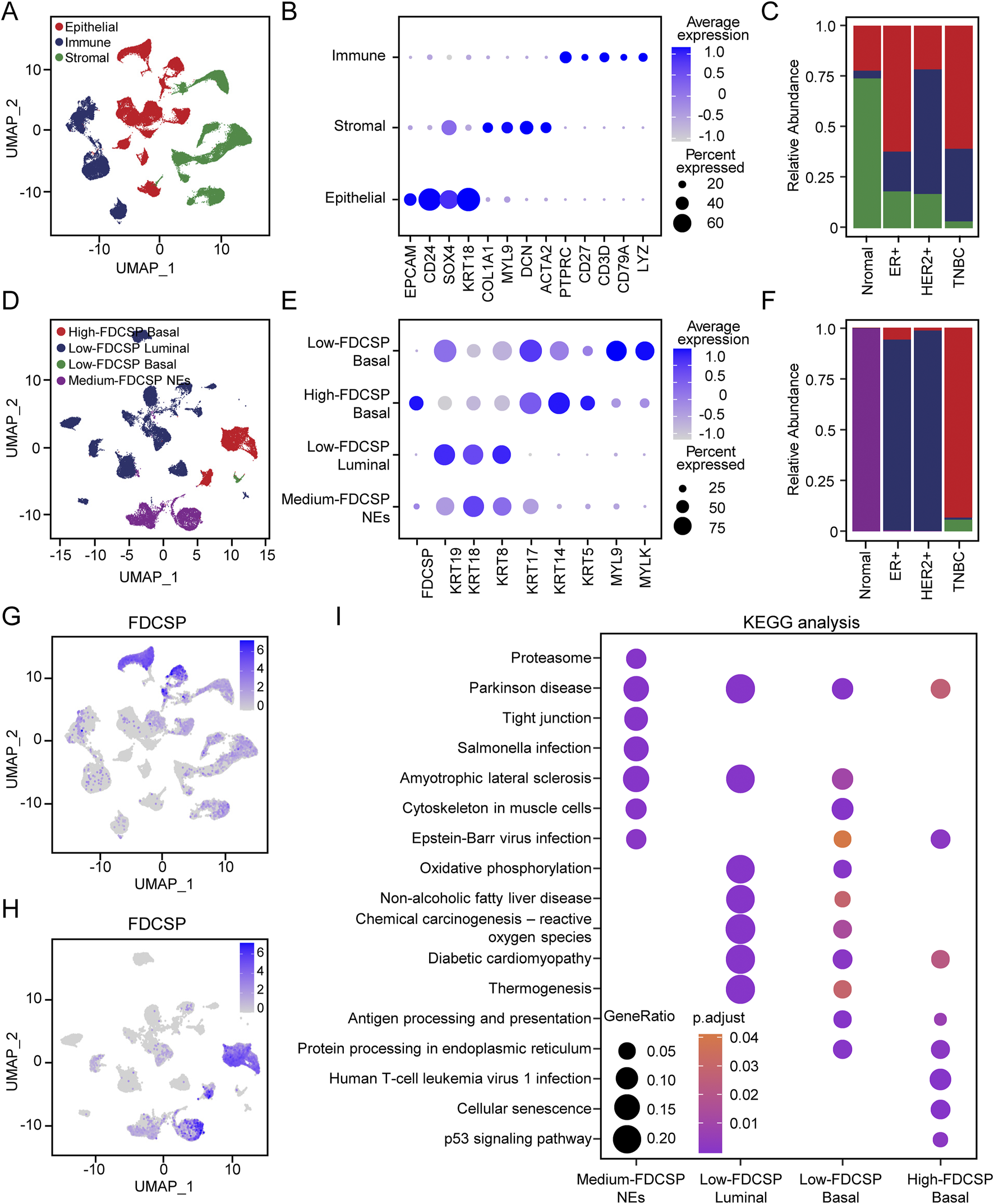 The image consists of several panels depicting various data visualizations. Panel A shows a UMAP plot with three clusters labeled Epithelial, Immune, and Stromal. Panel B provides a dot plot showing average expression and percentage for immune, stromal, and epithelial cells. Panel C displays a stacked bar chart of relative abundance for different groups: Normal, ER-positive, HER2-positive, and TNBC. Panel D features another UMAP plot for high, low, and medium FDCSP clusters. Panel E provides a dot plot of average expression and percentage for different FDCSP groups. Panels G and H display UMAP plots focused on FDCSP expression. Panel I presents a KEGG analysis dot plot indicating gene ratio and p-adjust for various pathways across different FDCSP groups.