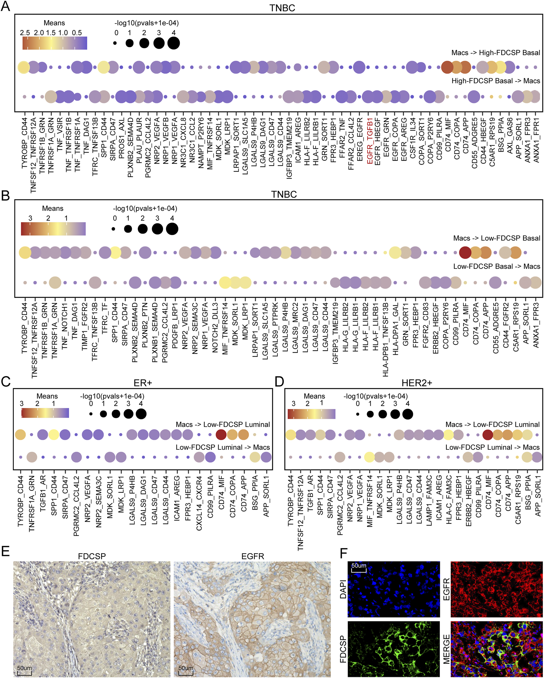Data visualization consisting of dot plots and immunohistochemistry images. Panels A to D show dot plots indicating significant gene expression differences in TNBC, ER+, and HER2+ breast cancer subtypes, with color-coded means and p-values. Panel E features immunohistochemistry images for FDCSP and EGFR proteins, showing brown staining. Panel F presents fluorescence images highlighting DAPI, EGFR, and FDCSP staining, with a merged image, showing cellular localization. Each panel has scale bars of 50 micrometers for reference.