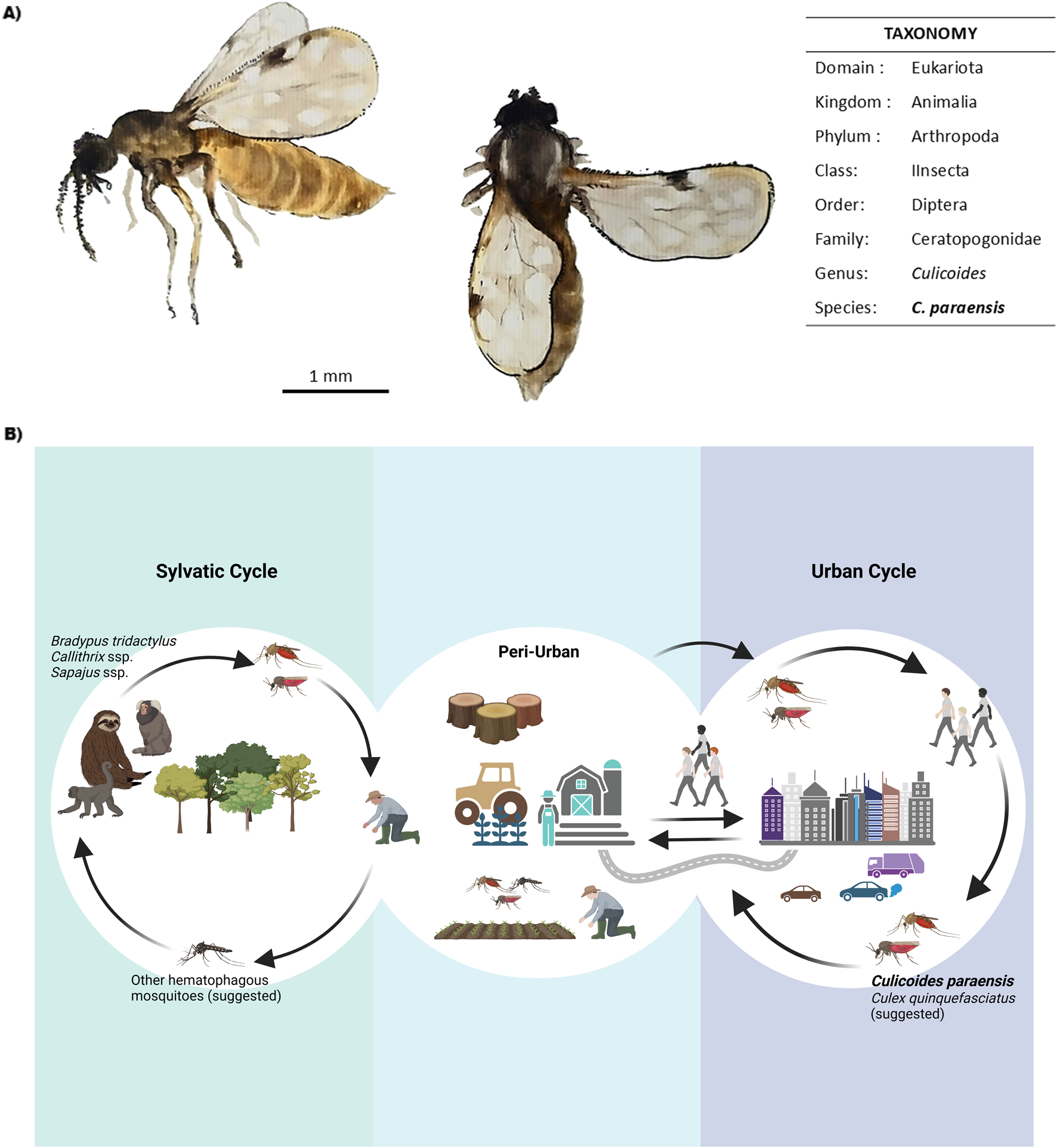 A) Two views of a biting midge, Culicoides paraensis, are shown alongside its taxonomy, including domain Eukaryota, kingdom Animalia, and more. B) A diagram depicts the transmission cycles of Culicoides paraensis. The sylvatic cycle involves wild animals and other mosquitoes, while the urban cycle involves human interactions. Connecting both is the peri-urban area with agricultural and vehicular activities.