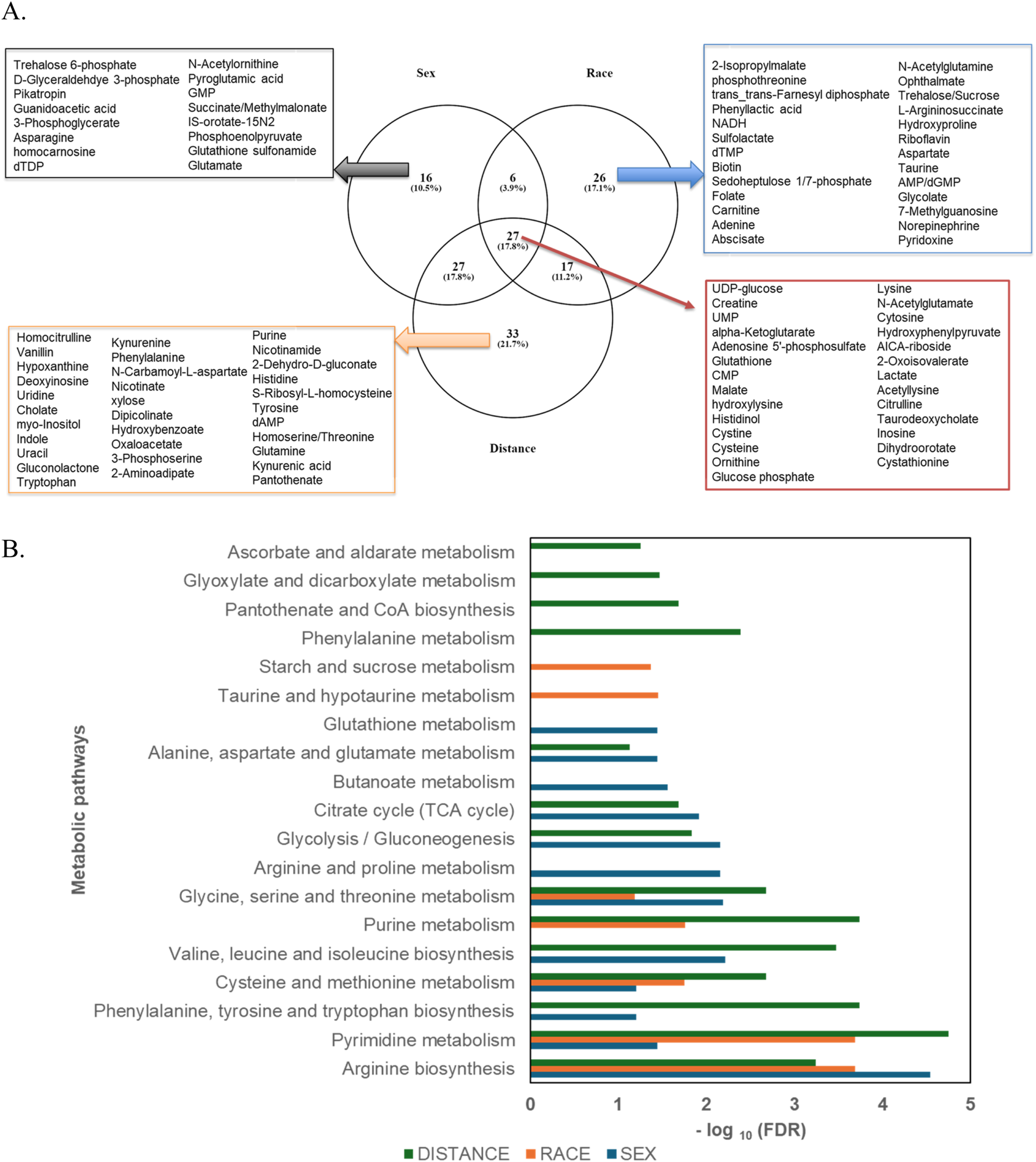 A Venn diagram and bar chart provide an analysis of metabolic pathways based on sex, race, and distance. The Venn diagram shows metabolites segregated into categories influenced by these variables, with overlaps highlighted. The bar chart presents pathways such as ascorbate metabolism and citric acid cycle, with bars color-coded by distance (green), race (orange), and sex (blue), indicating the significance of each factor, measured by the negative logarithm of the false discovery rate (FDR).
