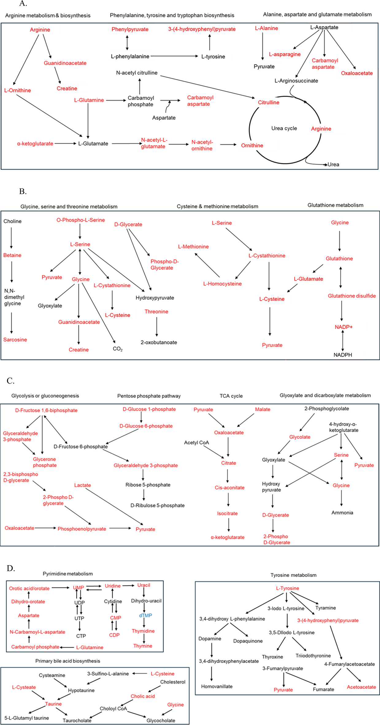 Diagram showing two metabolic pathways. Panel A illustrates amino acid metabolism, including arginine, phenylalanine, tyrosine, tryptophan, alanine, aspartate, and glutamate with pathways highlighted in red. The urea cycle is central. Panel B outlines glycine, serine, threonine, cysteine, methionine, and glutathione metabolism, emphasizing connected metabolites and reactions with red labels, including links to NADPH production. Image showing metabolic pathways diagrams. Panel C illustrates pathways including glycolysis, gluconeogenesis, the TCA cycle, and glyoxylate and dicarboxylate metabolism. Red text highlights key compounds like pyruvate and citrate, with arrows indicating reactions. Panel D includes diagrams for pyrimidine metabolism, tyrosine metabolism, and primary bile acid biosynthesis, highlighting compounds such as L-tyrosine, uracil, and cholesterol in red, with directional arrows for metabolic reactions.