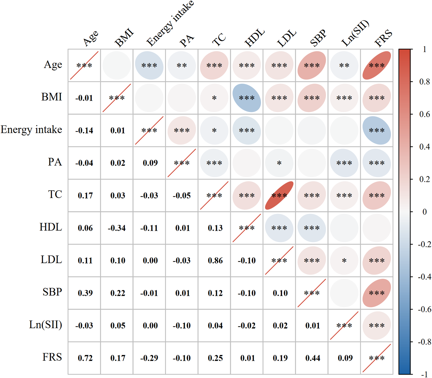 Correlation matrix showing relationships between variables such as Age, BMI, Energy, PA, TC, HDL, LDL, SBP, Ln(SII), and FRS. The color scale ranges from -1 (blue) to 1 (red). Significant correlations are marked with asterisks, varying in intensity from blue to red.