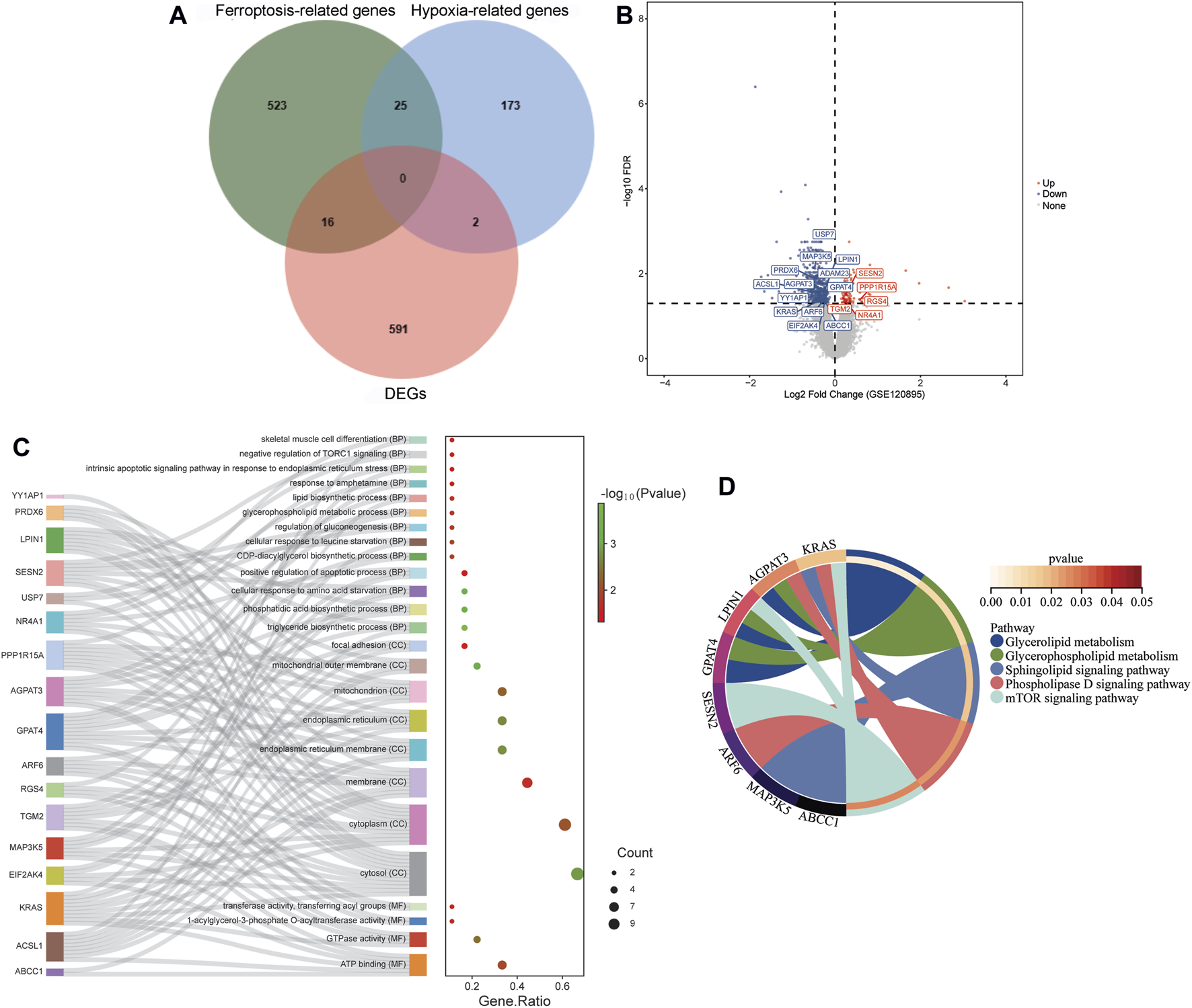 Venn diagram labeled A shows overlap among ferroptosis-related genes, hypoxia-related genes, and differentially expressed genes (DEGs), highlighting 25 genes shared between ferroptosis- and hypoxia-related groups. Plot B is a volcano plot displaying up- and downregulated genes based on log2 fold change and -log10 FDR, with significant genes labeled. Diagram C is a Sankey plot connecting genes to biological processes, cellular components, and molecular functions, accompanied by a bubble plot representing gene ratio, count, and -log10 p-values. Circular diagram D visualizes gene-pathway associations with color indicating pathway type and p-value gradient from light to dark red.