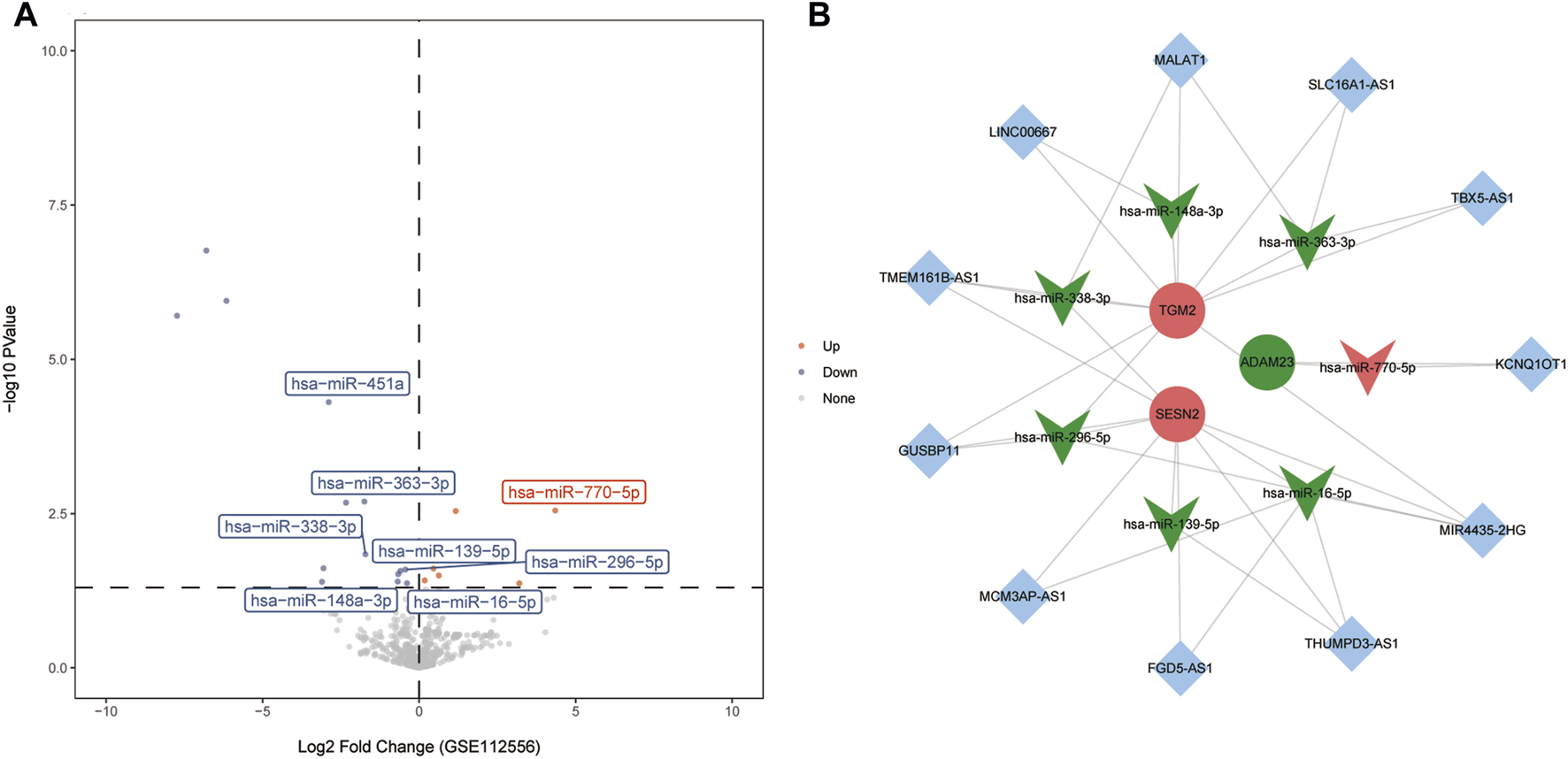 Panel A displays a volcano plot with miRNAs labeled by statistical significance and fold change, highlighting upregulated (red) and downregulated (blue) points. Panel B shows a network diagram connecting circular lncRNAs (blue diamonds), miRNAs (green and red arrows), and target genes (green and red circles), illustrating their regulatory relationships.