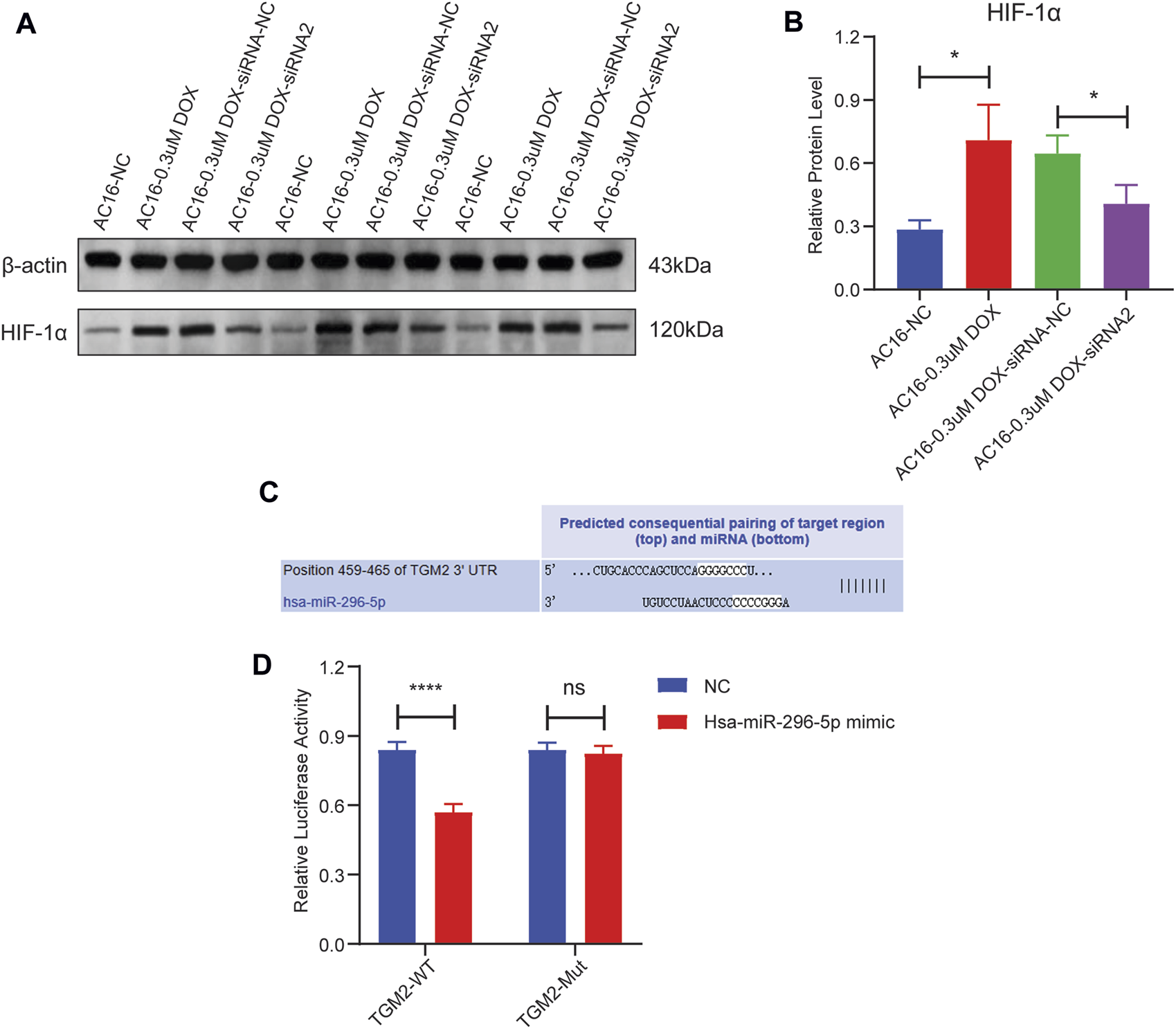 Panel A shows a western blot analysis comparing HIF-1α and β-actin protein expression across treatments in AC16 cells, with molecular weights labeled as forty-three kilodaltons and one hundred twenty kilodaltons. Panel B displays a bar graph quantifying HIF-1α protein levels for the same conditions, with significant differences marked by asterisks. Panel C features a diagram with a predicted binding interaction between hsa-miR-296-5p and the TGM2 3' UTR at positions four hundred fifty-nine to four hundred sixty-five. Panel D presents a bar chart of relative luciferase activity comparing TGM2 wild-type and mutant constructs with and without hsa-miR-296-5p mimic, showing significant repression in the wild-type by the mimic, indicated by asterisks, and no significant difference in the mutant.