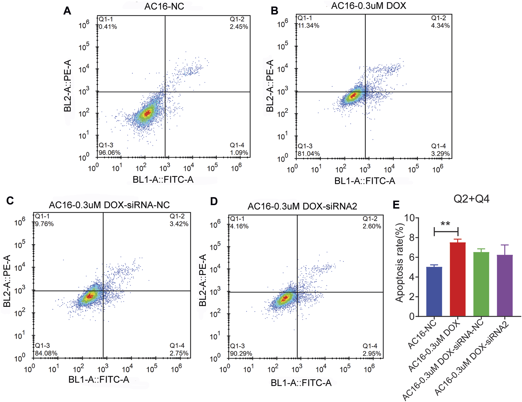 Panel A, B, C, and D show flow cytometry dot plots analyzing cell apoptosis in AC16-NC, AC16 treated with 0.3 micromolar DOX, and DOX with siRNA-NC or siRNA2, displaying the percentage of apoptotic cells in each quadrant. Panel E presents a bar graph quantifying apoptosis rates from Q2 and Q4 of the dot plots, with AC16-0.3 micromolar DOX and DOX-siRNA-NC groups showing significantly higher apoptosis compared to AC16-NC, as indicated by a double asterisk for statistical significance.