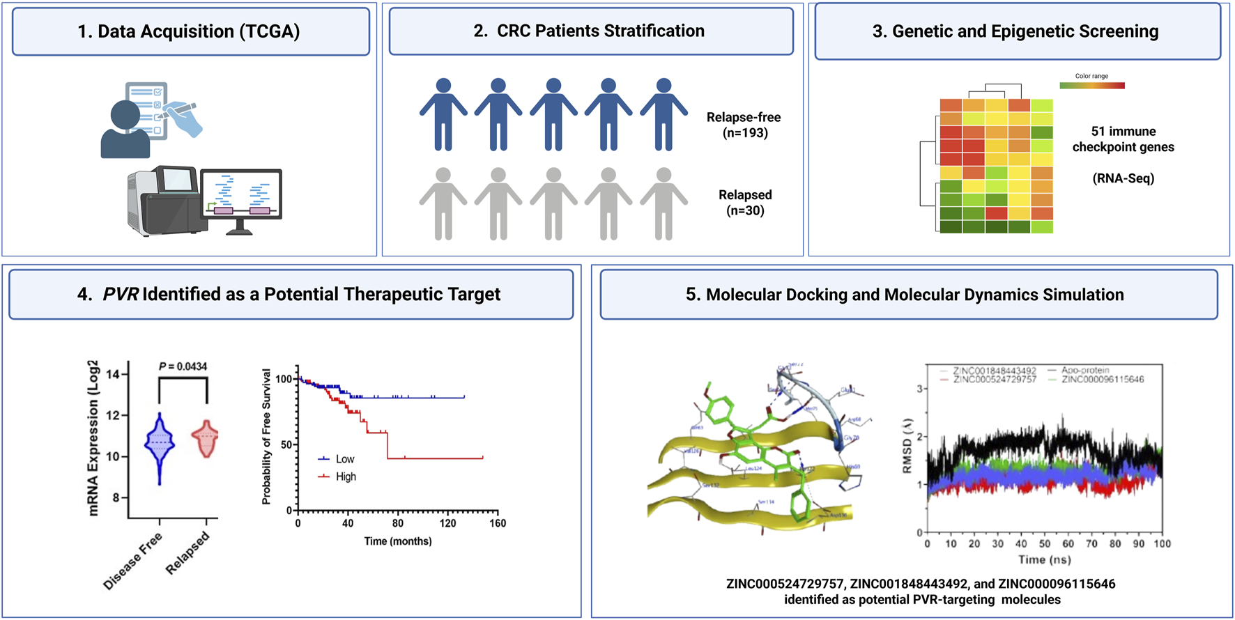 Workflow diagram showing five steps in cancer research: 1. Data acquisition with icons of a researcher and sequencing equipment, 2. Colorectal cancer patient stratification by relapse status using human figure icons, 3. Genetic and epigenetic screening displayed by a heatmap of gene expression, 4. Identification of PVR as a therapeutic target with violin and survival plots, 5. Molecular docking and dynamics simulation illustrated by a protein-ligand structure and a line graph comparing RMSD values.